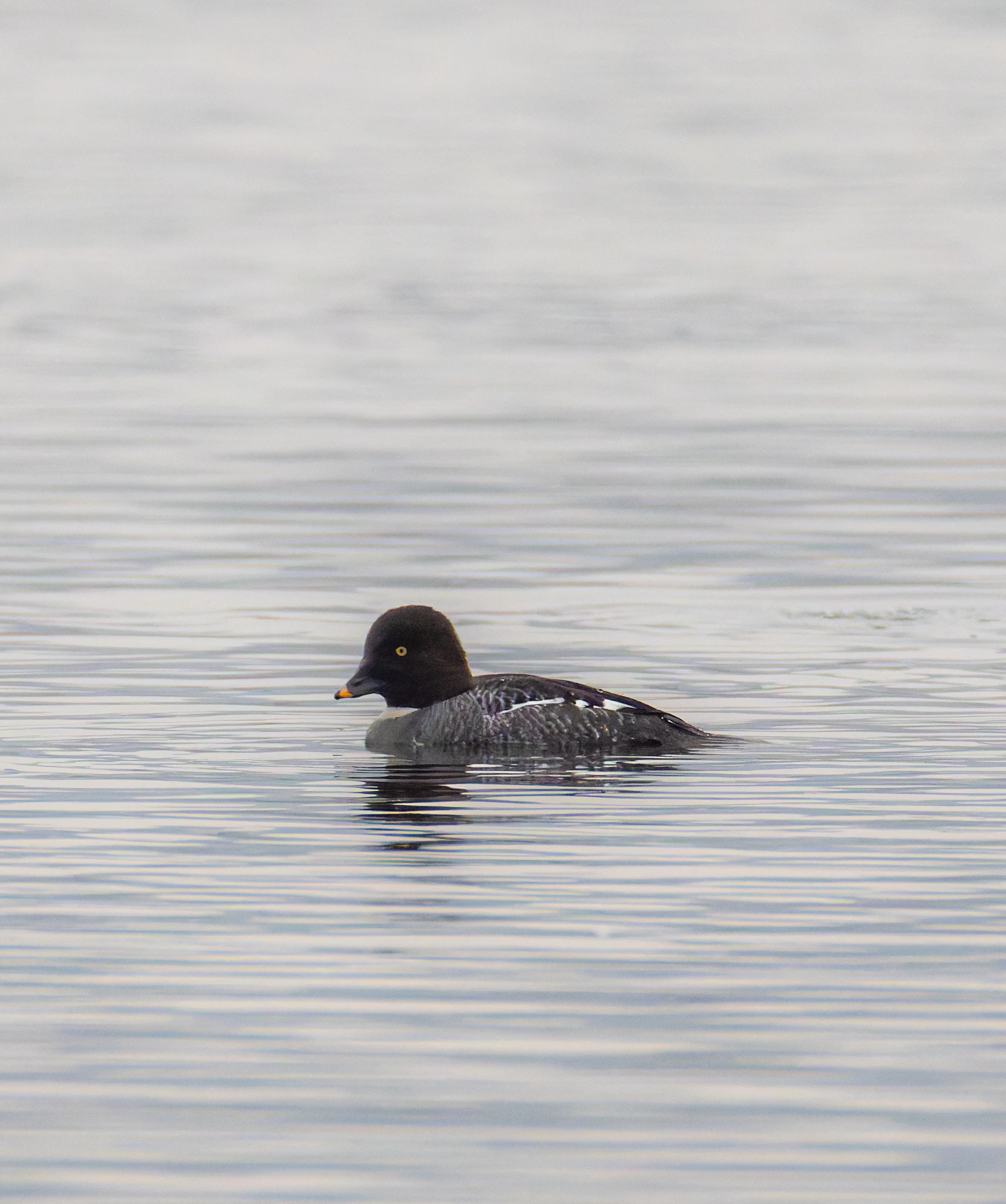 Goldeneye Female, Leighton Moss, UK — photo by Orlando Prugel-Bennett