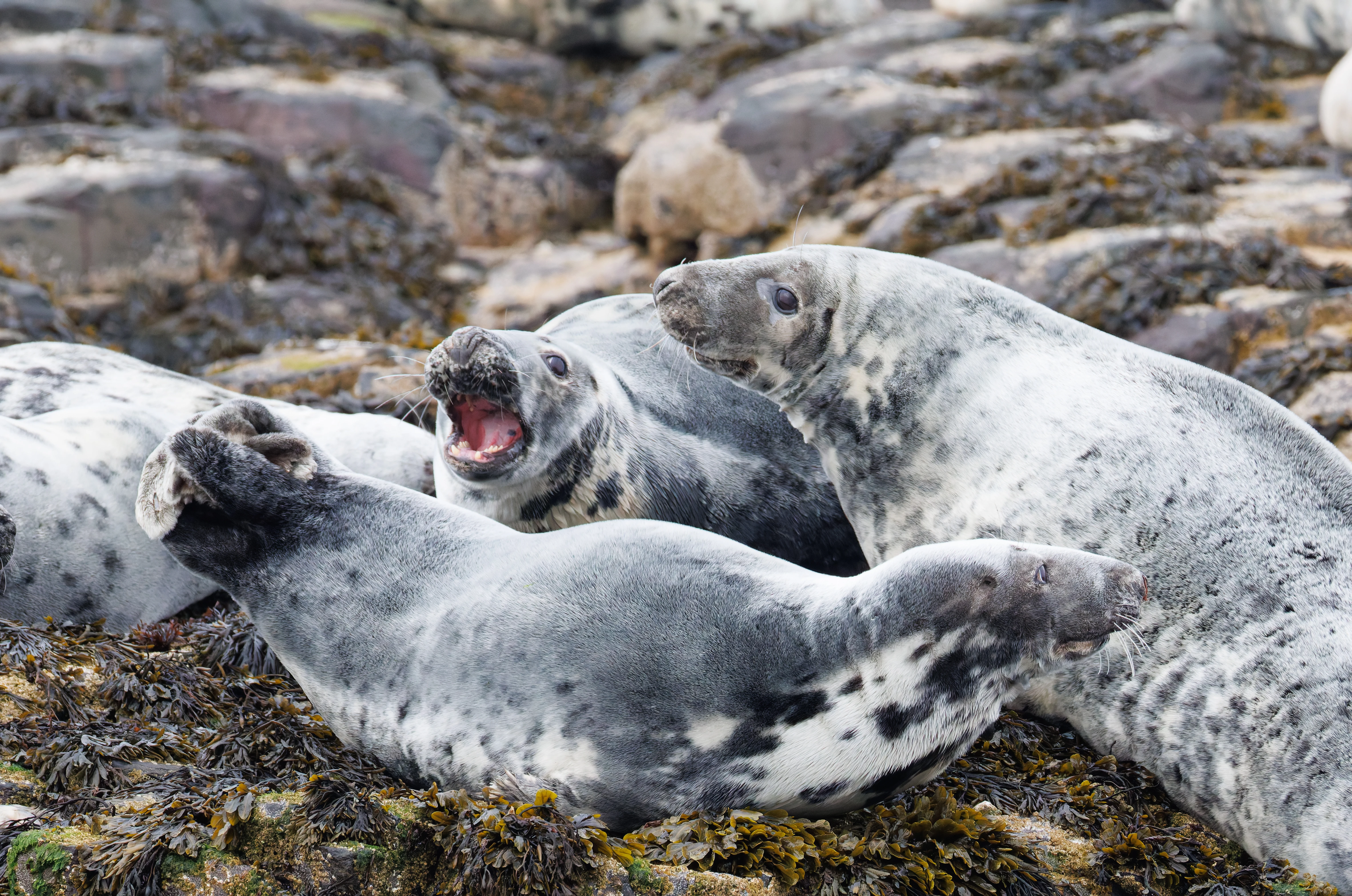 Grey Seal, Farne Islands, Seahouses, Northumberland, UK — photo by Orlando Prugel-Bennett