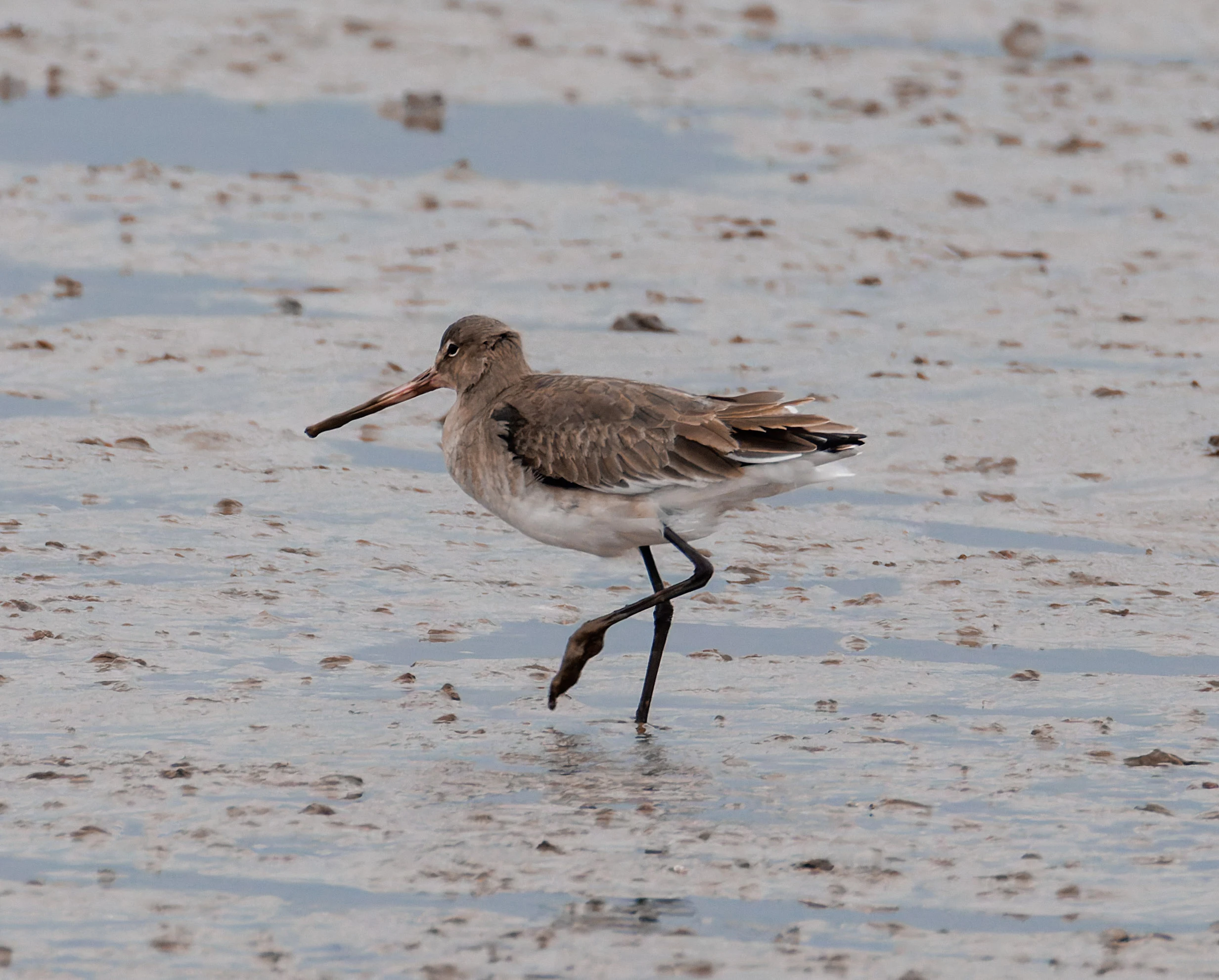 Black-tailed Godwit, Morecambe, UK — photo by Orlando Prugel-Bennett