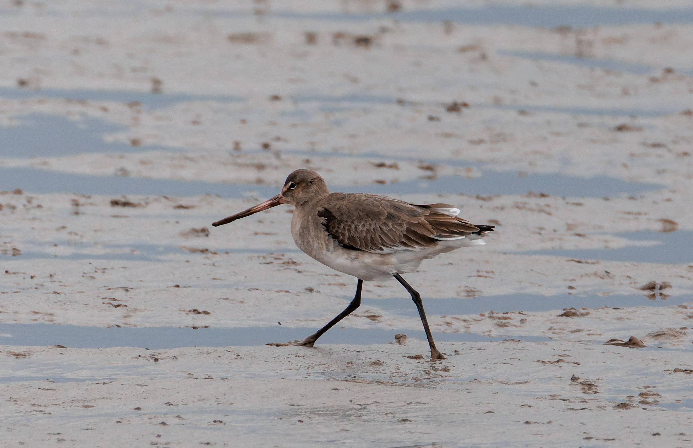 Black-tailed Godwit, Morecambe, UK — photo by Orlando Prugel-Bennett