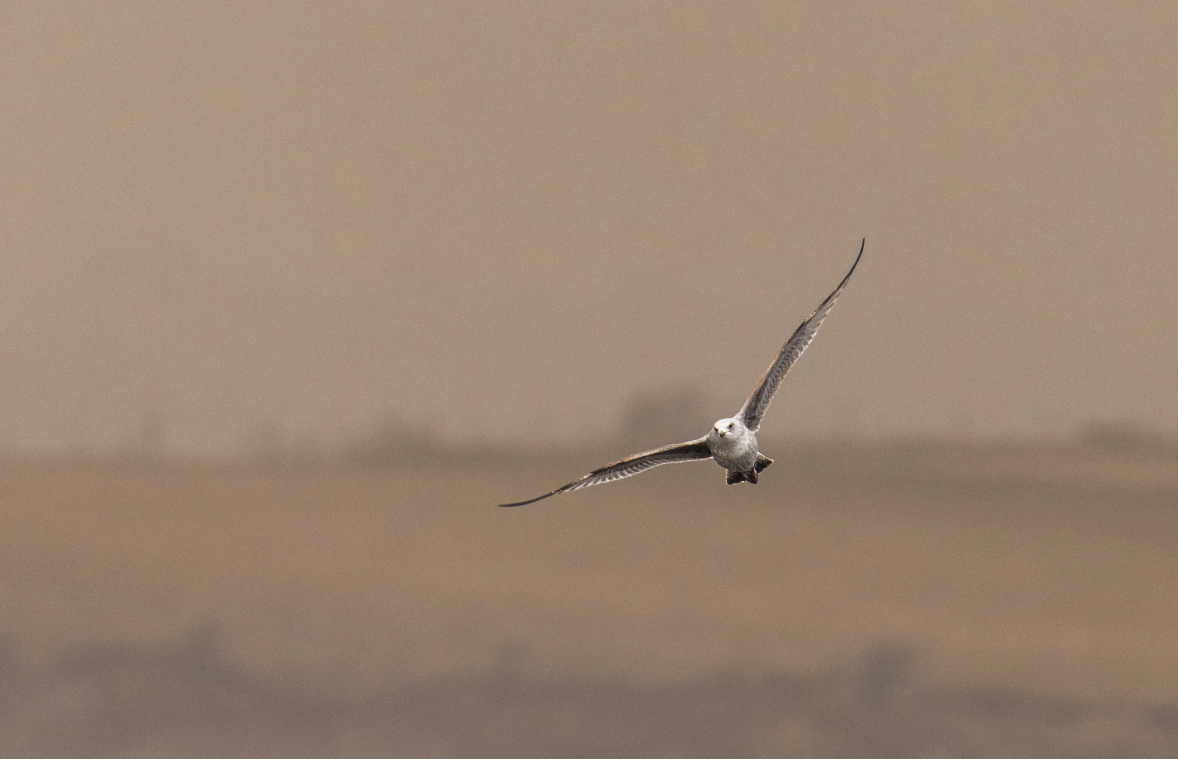 Gull, Morecambe, UK — photo by Orlando Prugel-Bennett