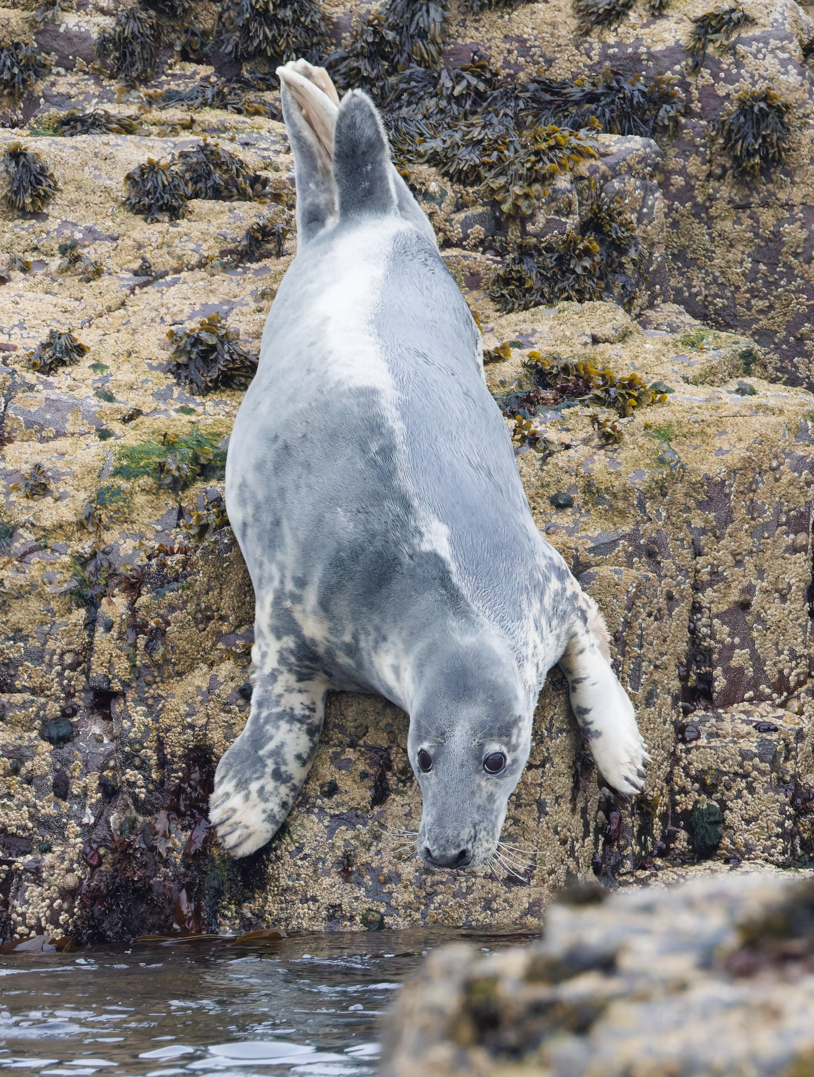 Grey Seal, Farne Islands, Seahouses, Northumberland, UK — photo by Orlando Prugel-Bennett