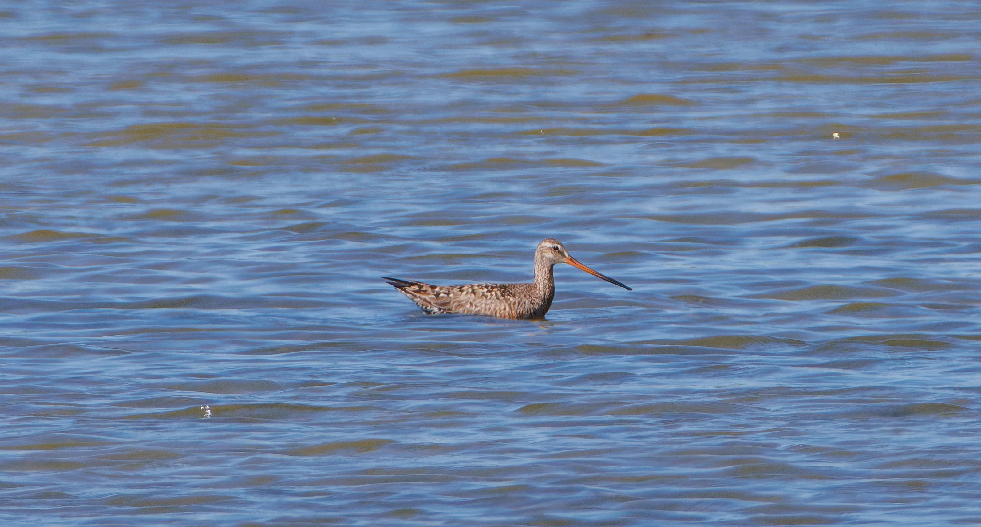 Hudsonian Godwit, Titchfield Haven, Farham, UK — photo by Orlando Prugel-Bennett
