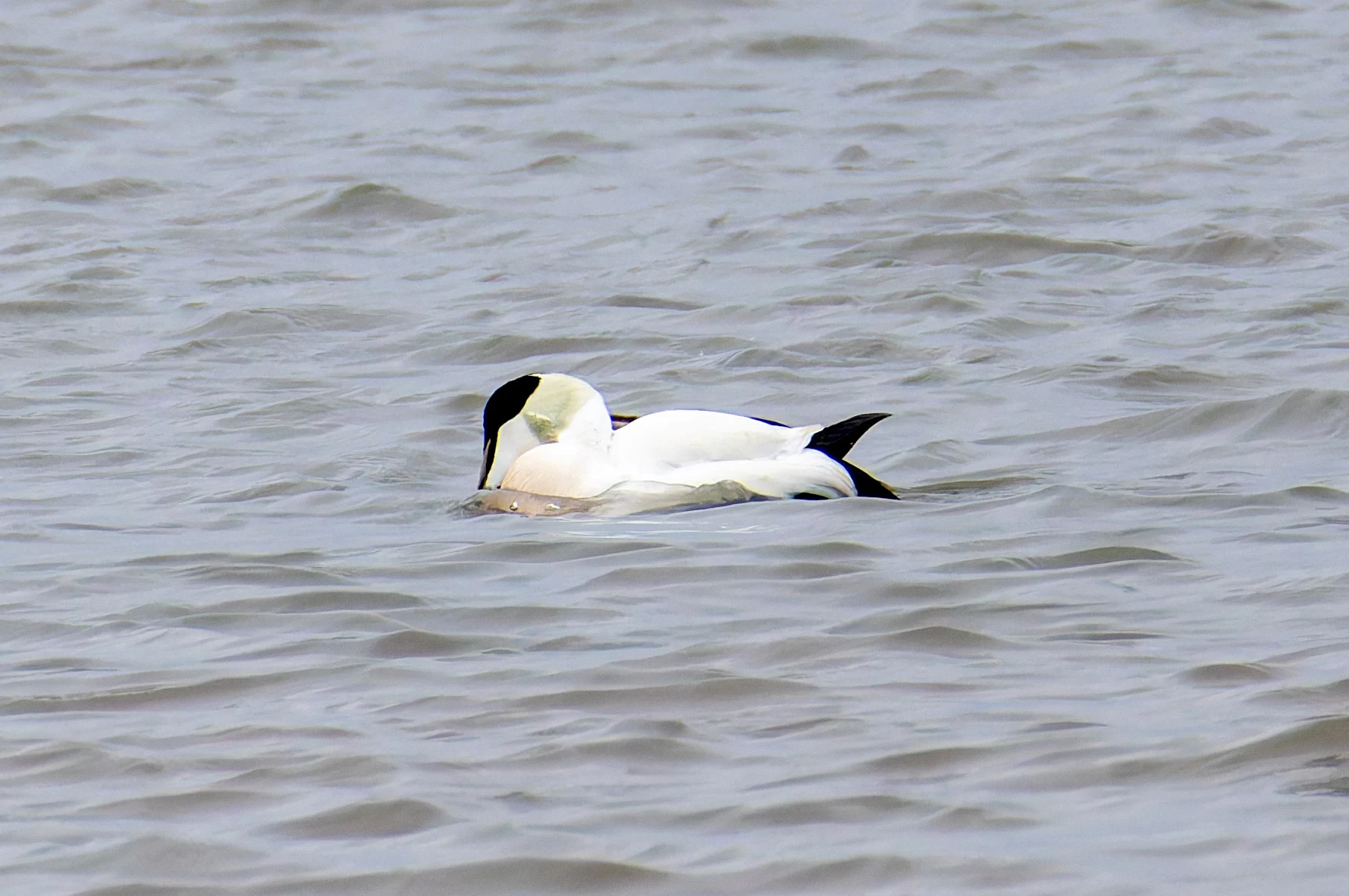 Common Eider, Morecambe, UK — photo by Orlando Prugel-Bennett