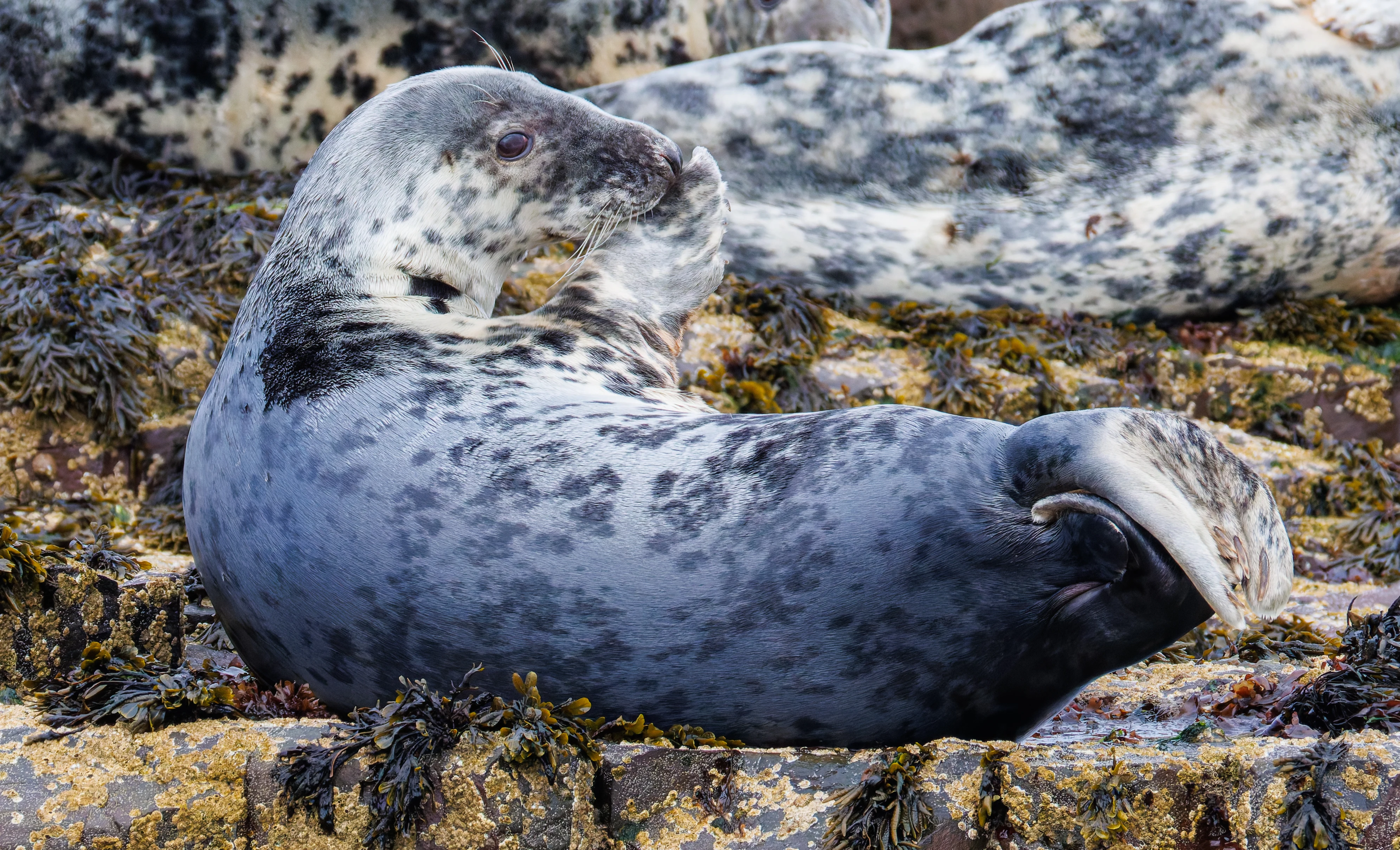 Grey Seal, Farne Islands, Seahouses, Northumberland, UK — photo by Orlando Prugel-Bennett