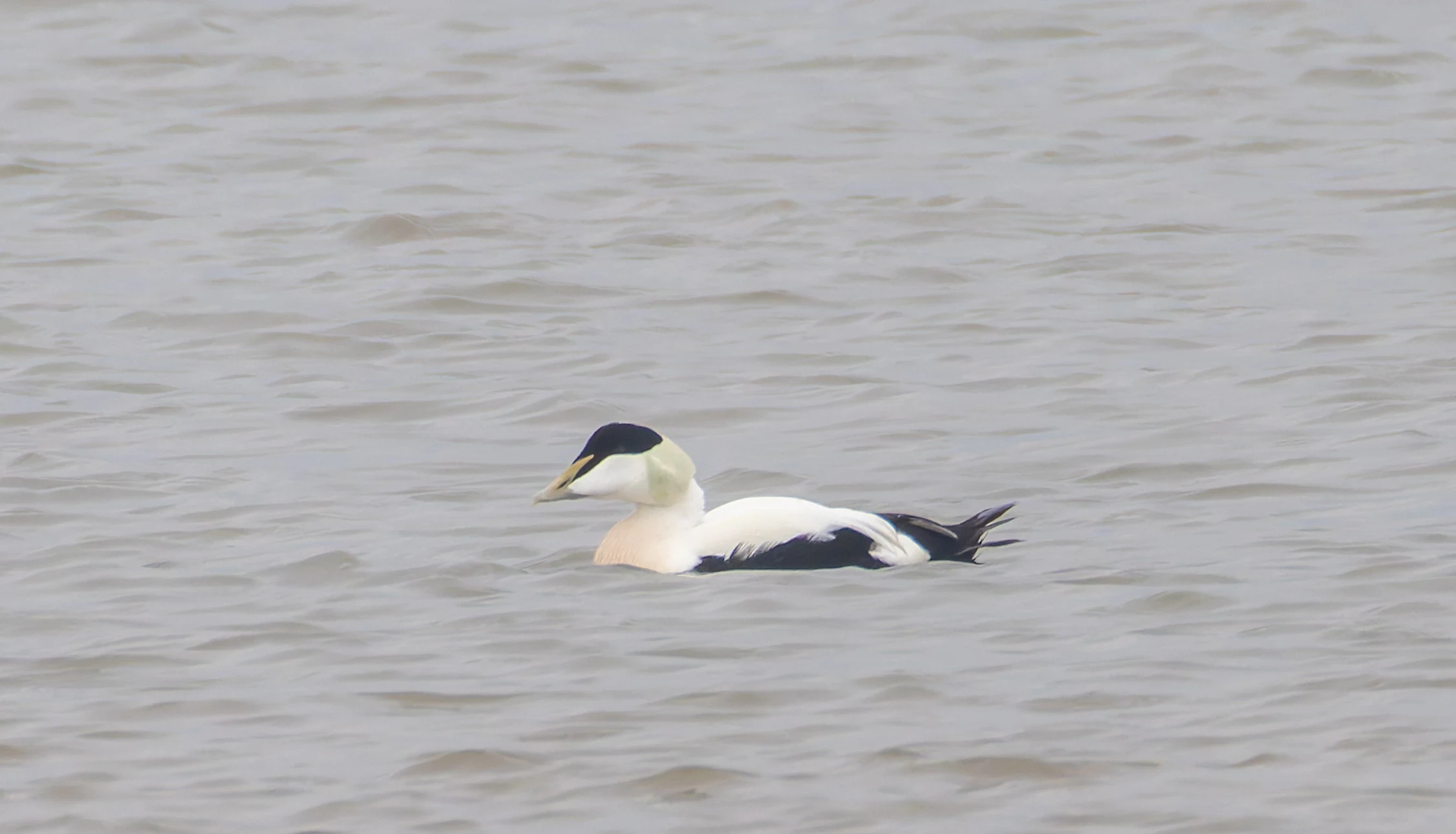 Common Eider, Morecambe, UK — photo by Orlando Prugel-Bennett