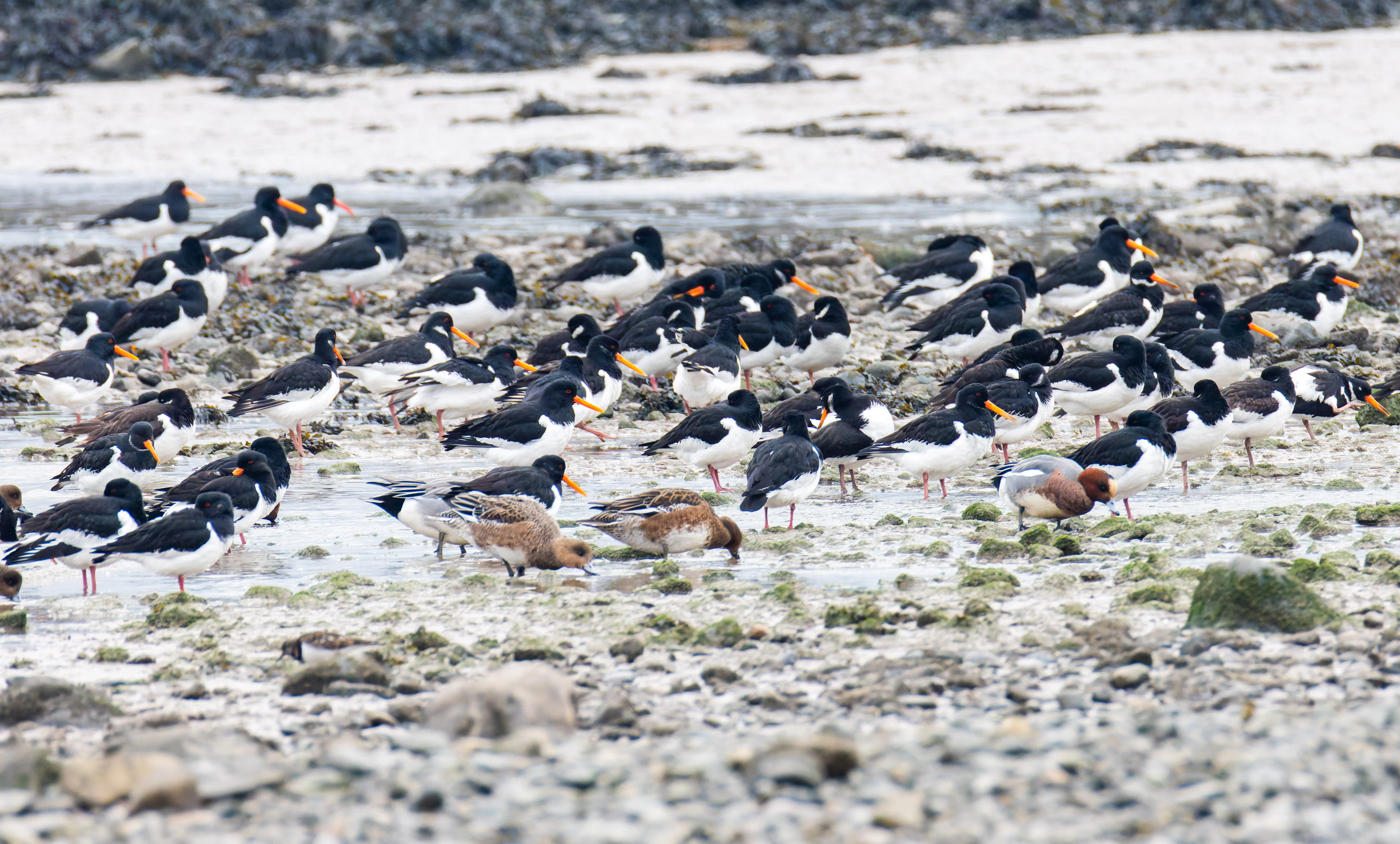 Oystercatchers & Wigeon, Morecambe, UK — photo by Orlando Prugel-Bennett