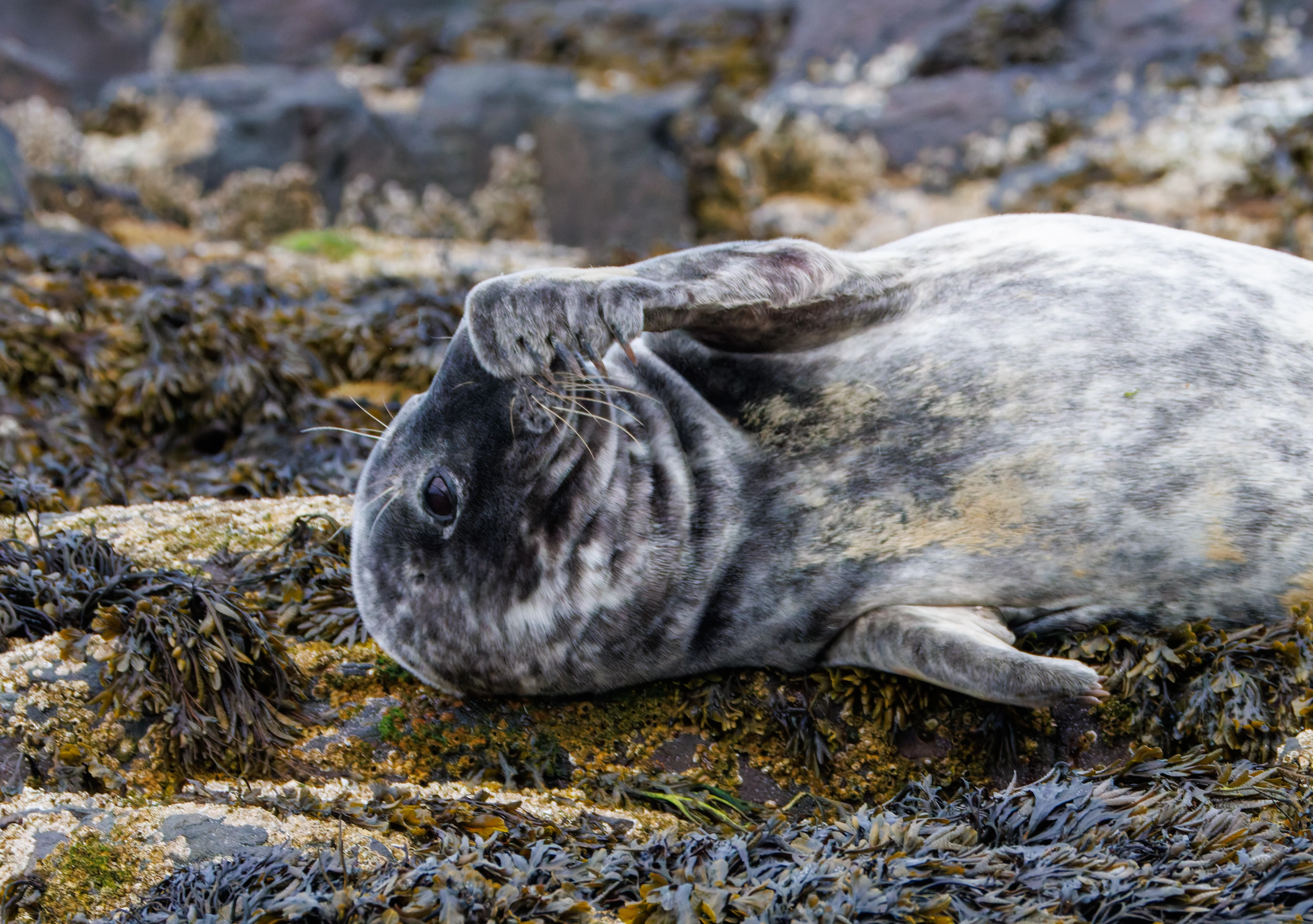 Grey Seal, Farne Islands, Seahouses, Northumberland, UK — photo by Orlando Prugel-Bennett