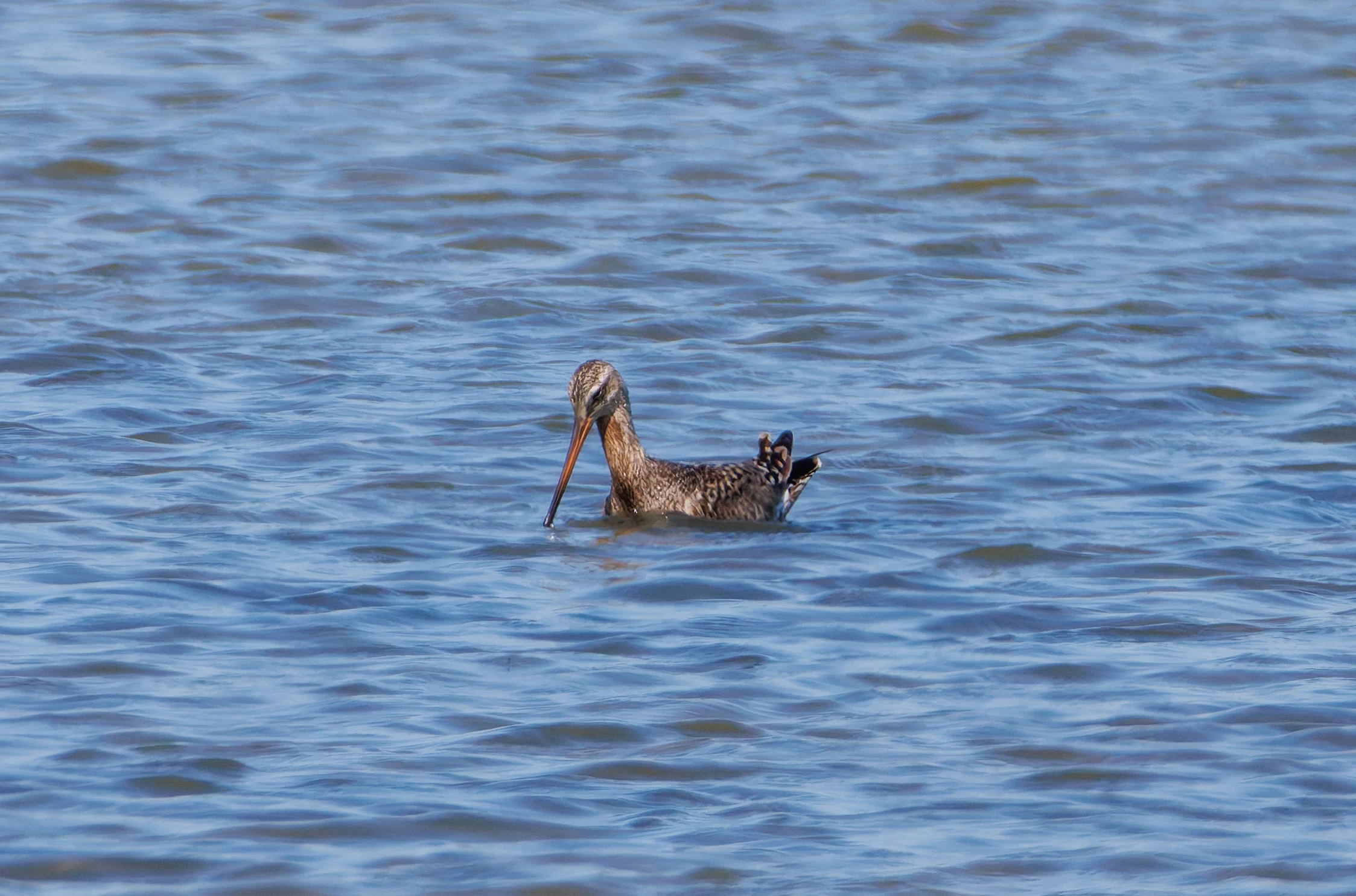 Hudsonian Godwit, Titchfield Haven, Farham, UK — photo by Orlando Prugel-Bennett