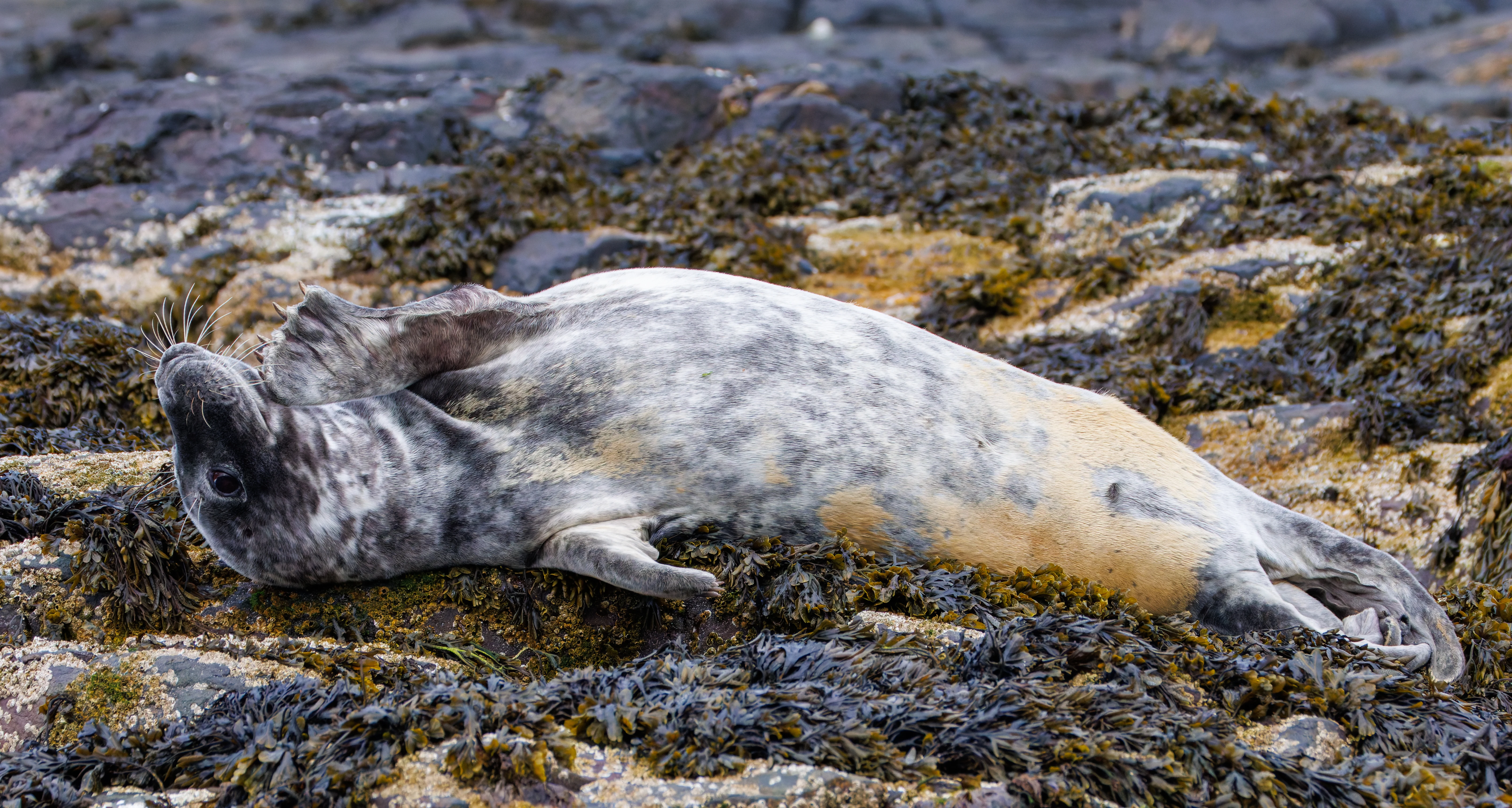 Grey Seal, Farne Islands, Seahouses, Northumberland, UK — photo by Orlando Prugel-Bennett