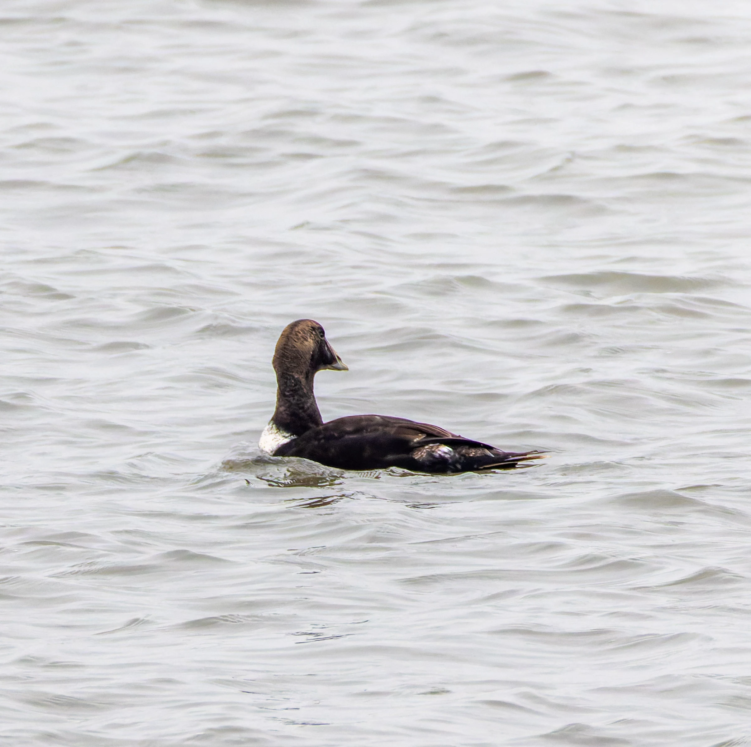 Common Eider, Morecambe, UK — photo by Orlando Prugel-Bennett