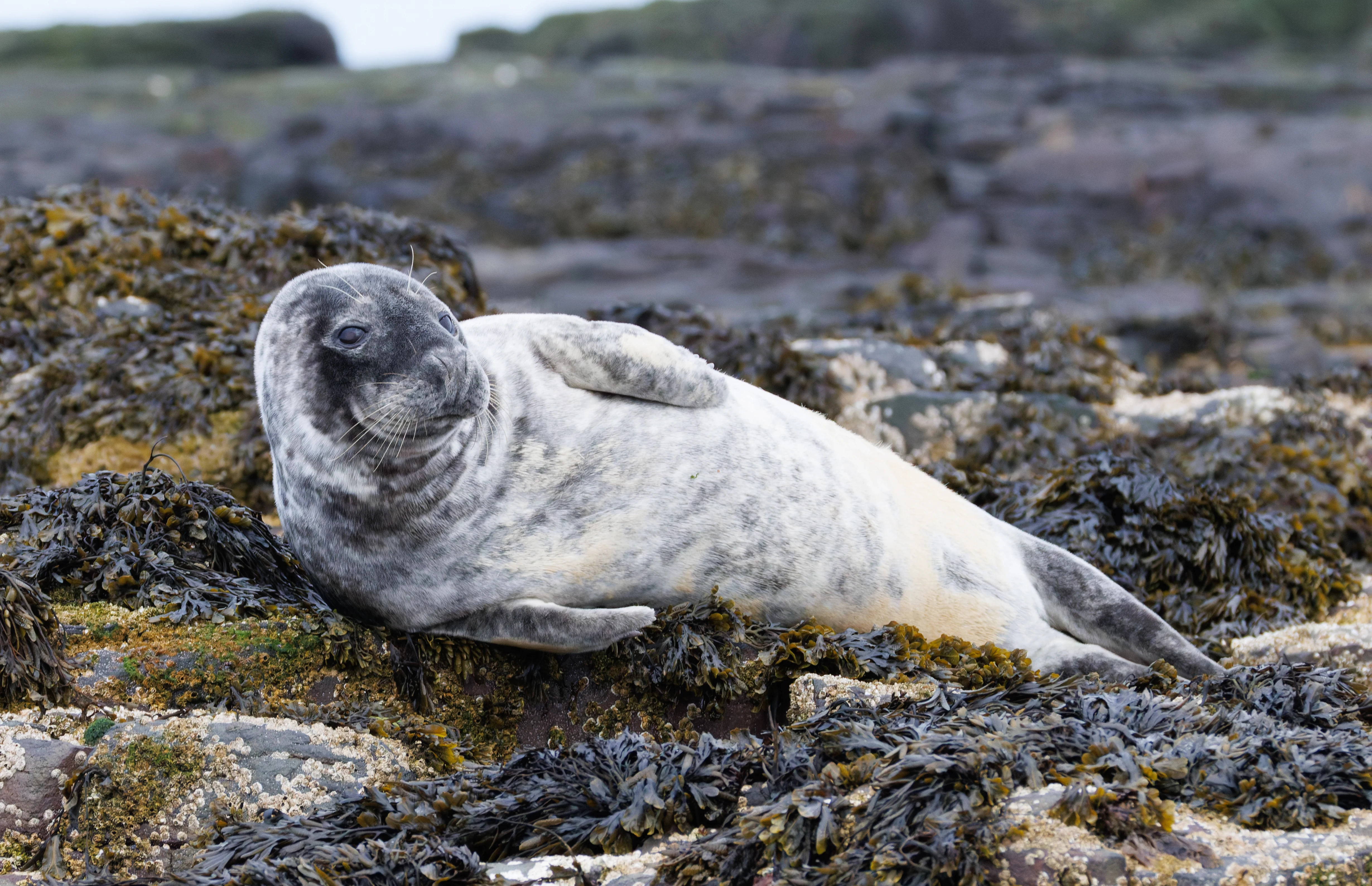 Grey Seal, Farne Islands, Seahouses, Northumberland, UK — photo by Orlando Prugel-Bennett