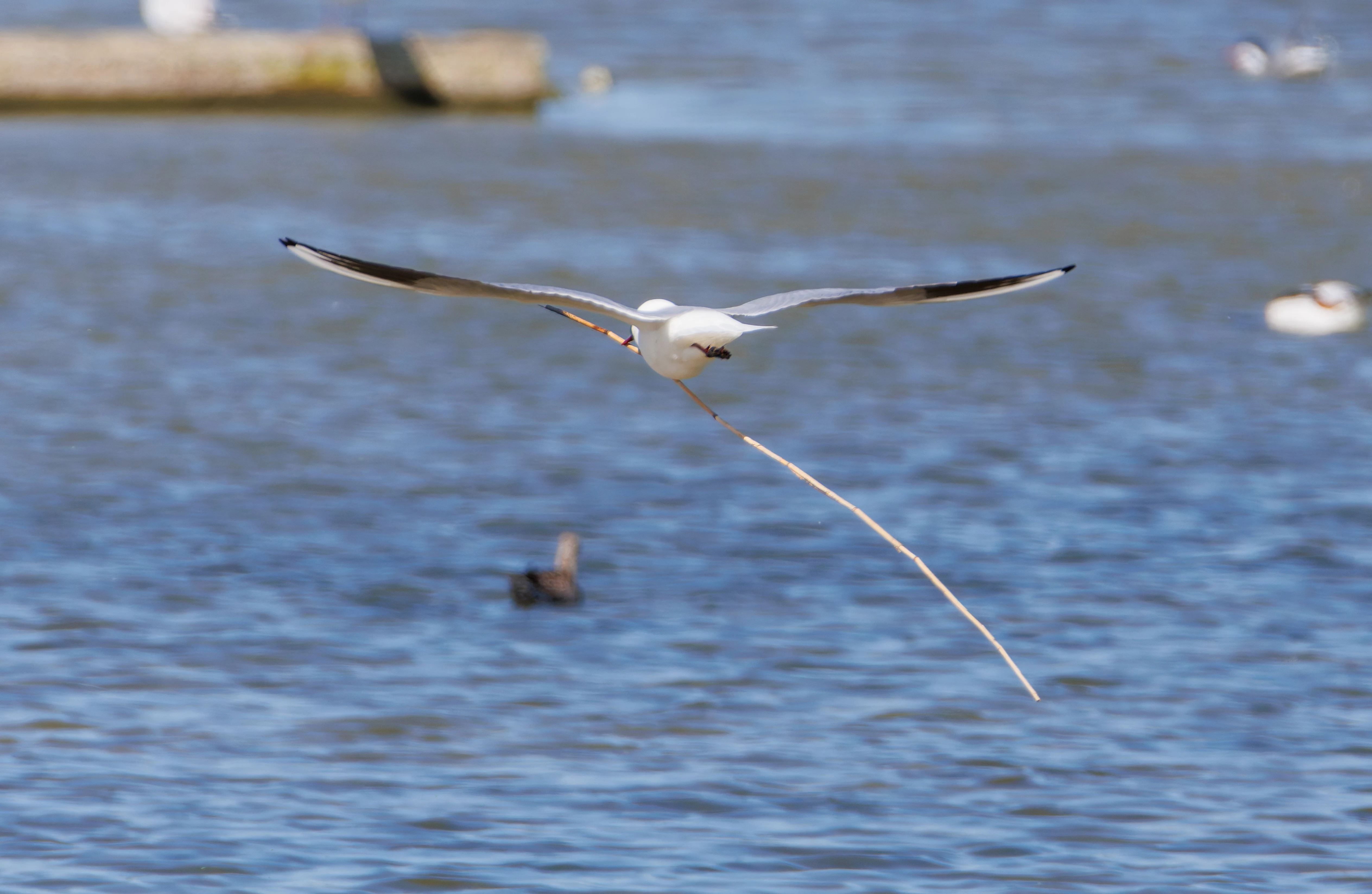 Black-Headed Gull, Titchfield Haven, Farham, UK — photo by Orlando Prugel-Bennett