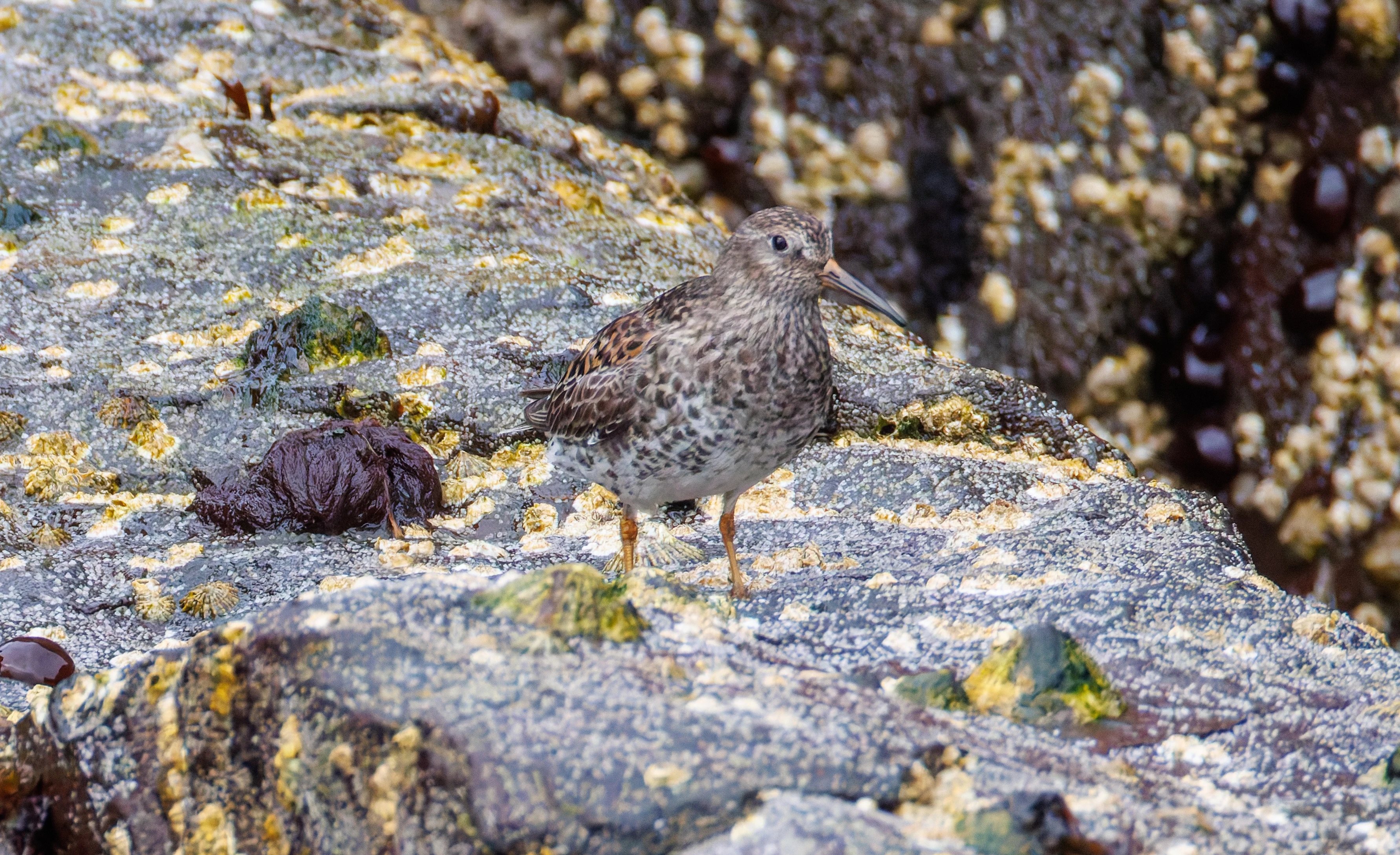 Purple Sandpiper, Farne Islands, Seahouses, Northumberland, UK — photo by Orlando Prugel-Bennett