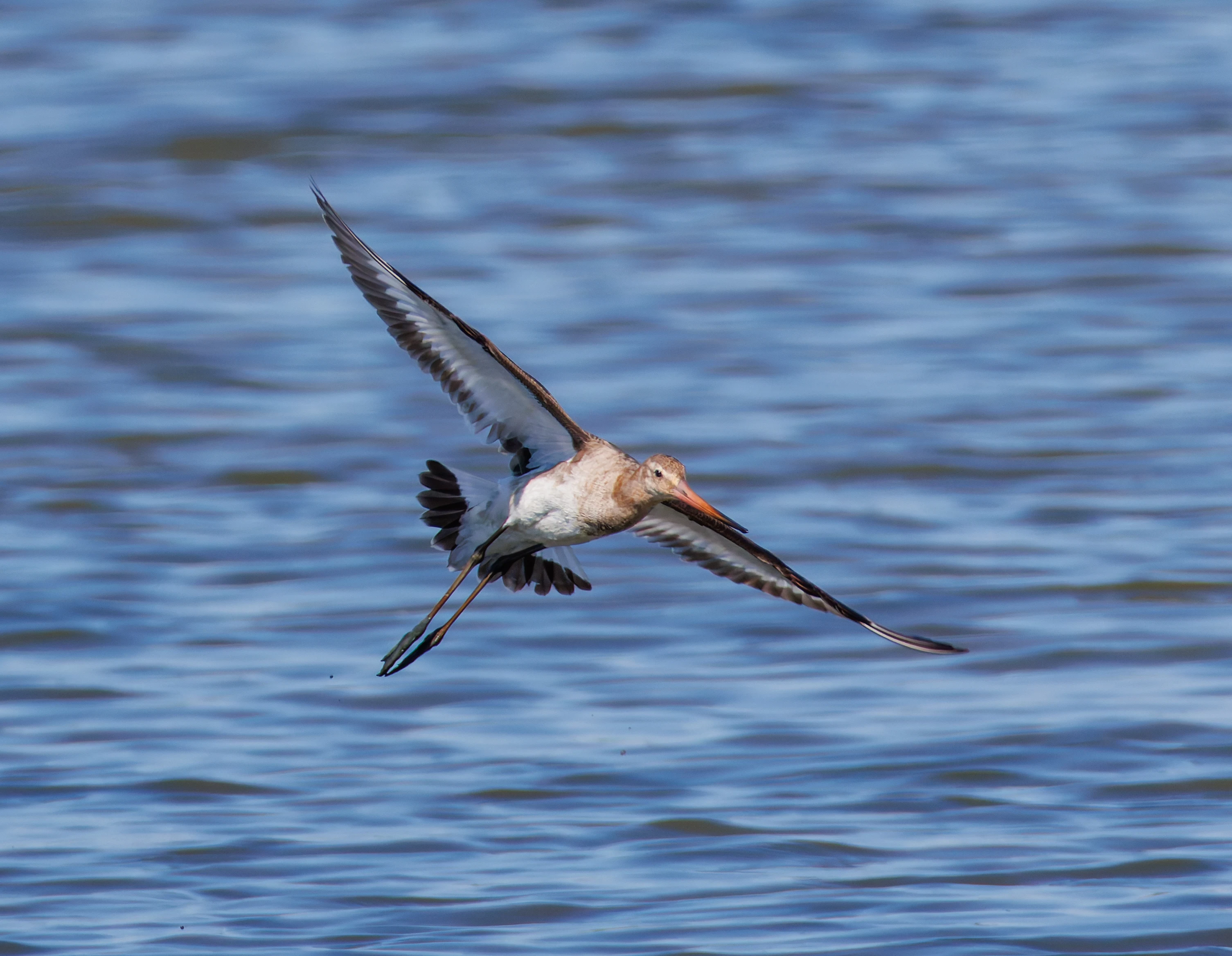 Black-tailed godwit, Titchfield Haven, Farham, UK — photo by Orlando Prugel-Bennett