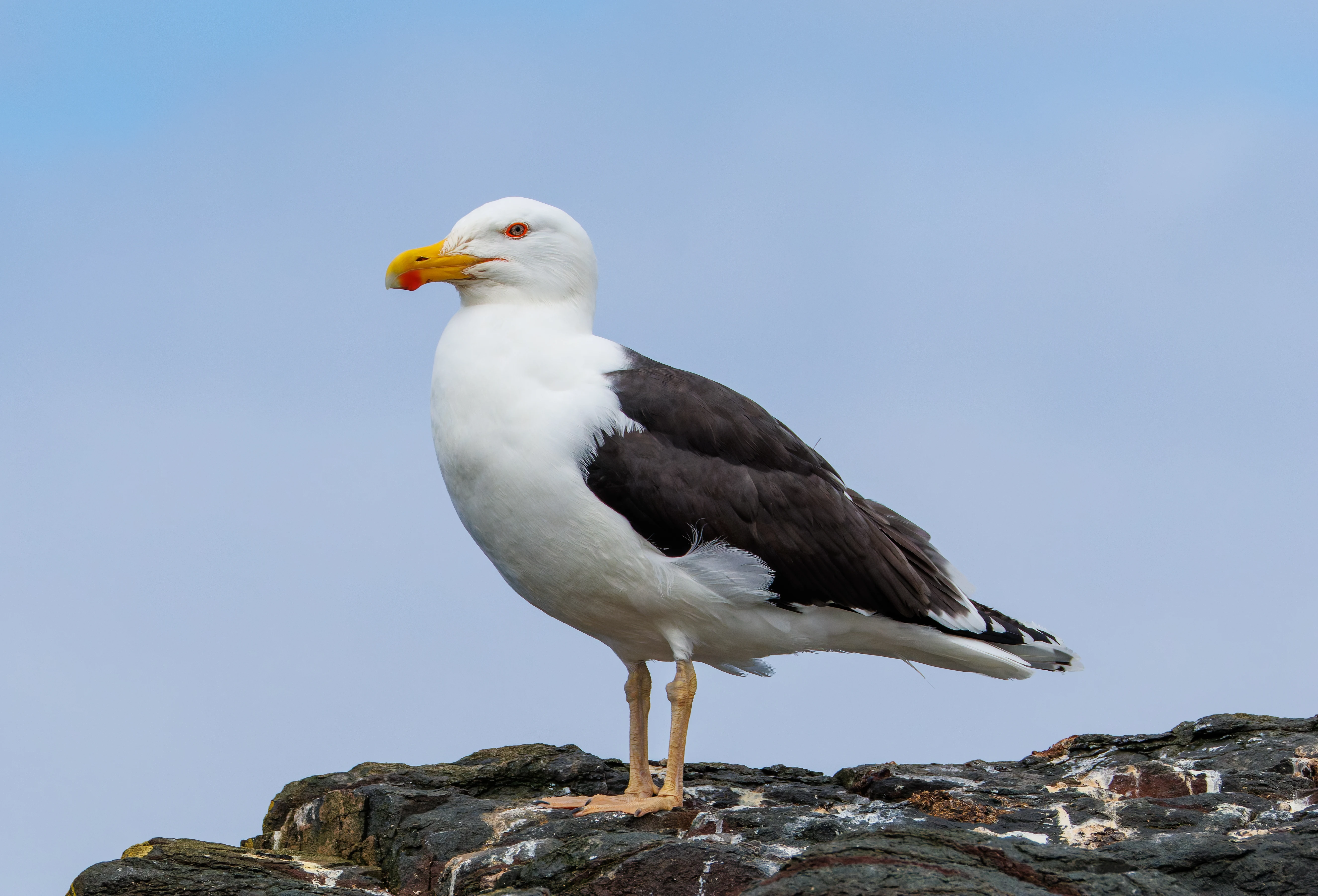 Lesser black-backed gull, Farne Islands, Seahouses, Northumberland, UK — photo by Orlando Prugel-Bennett