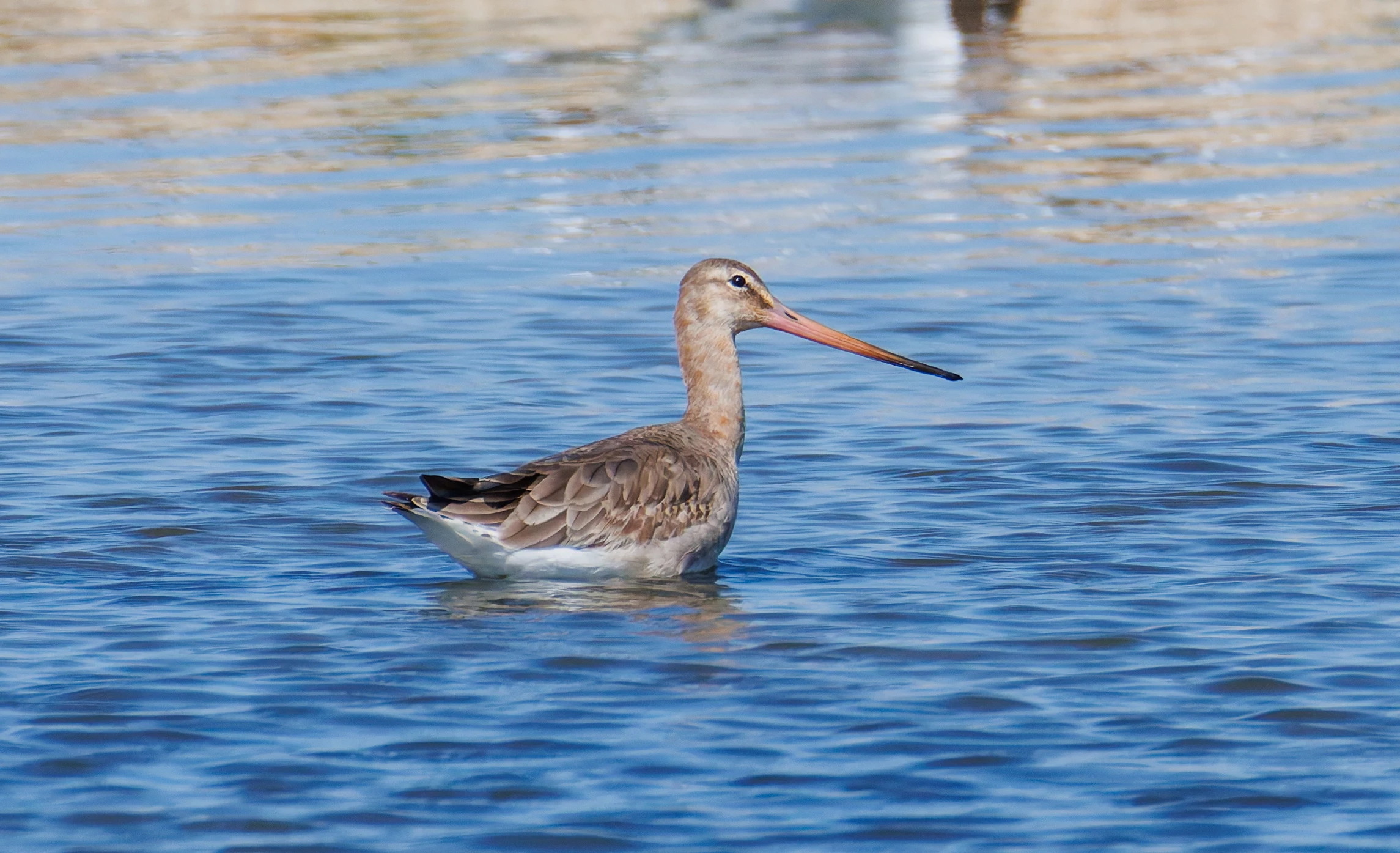 Black-tailed godwit, Titchfield Haven, Farham, UK — photo by Orlando Prugel-Bennett