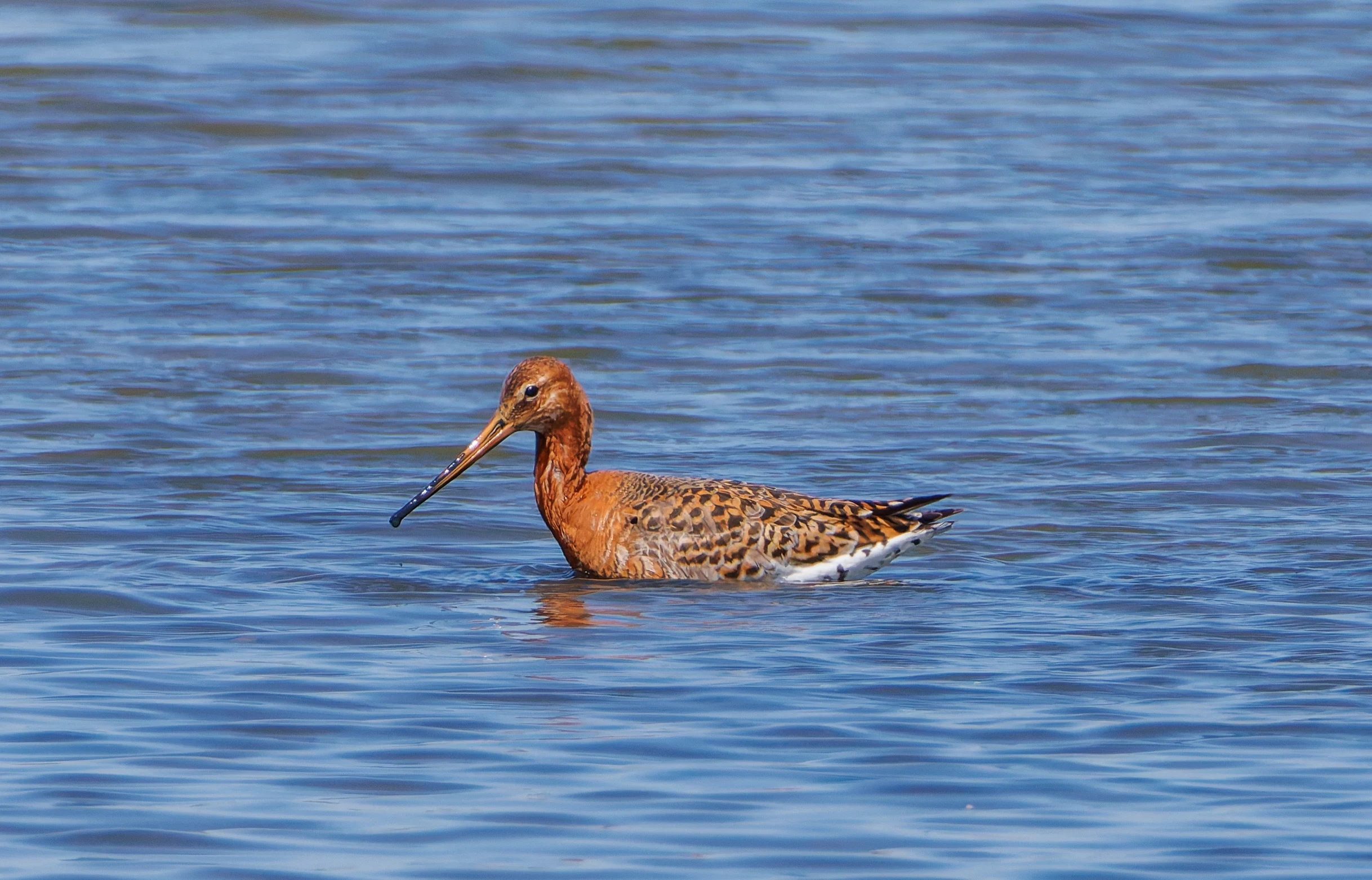 Black-tailed godwit, Titchfield Haven, Farham, UK — photo by Orlando Prugel-Bennett