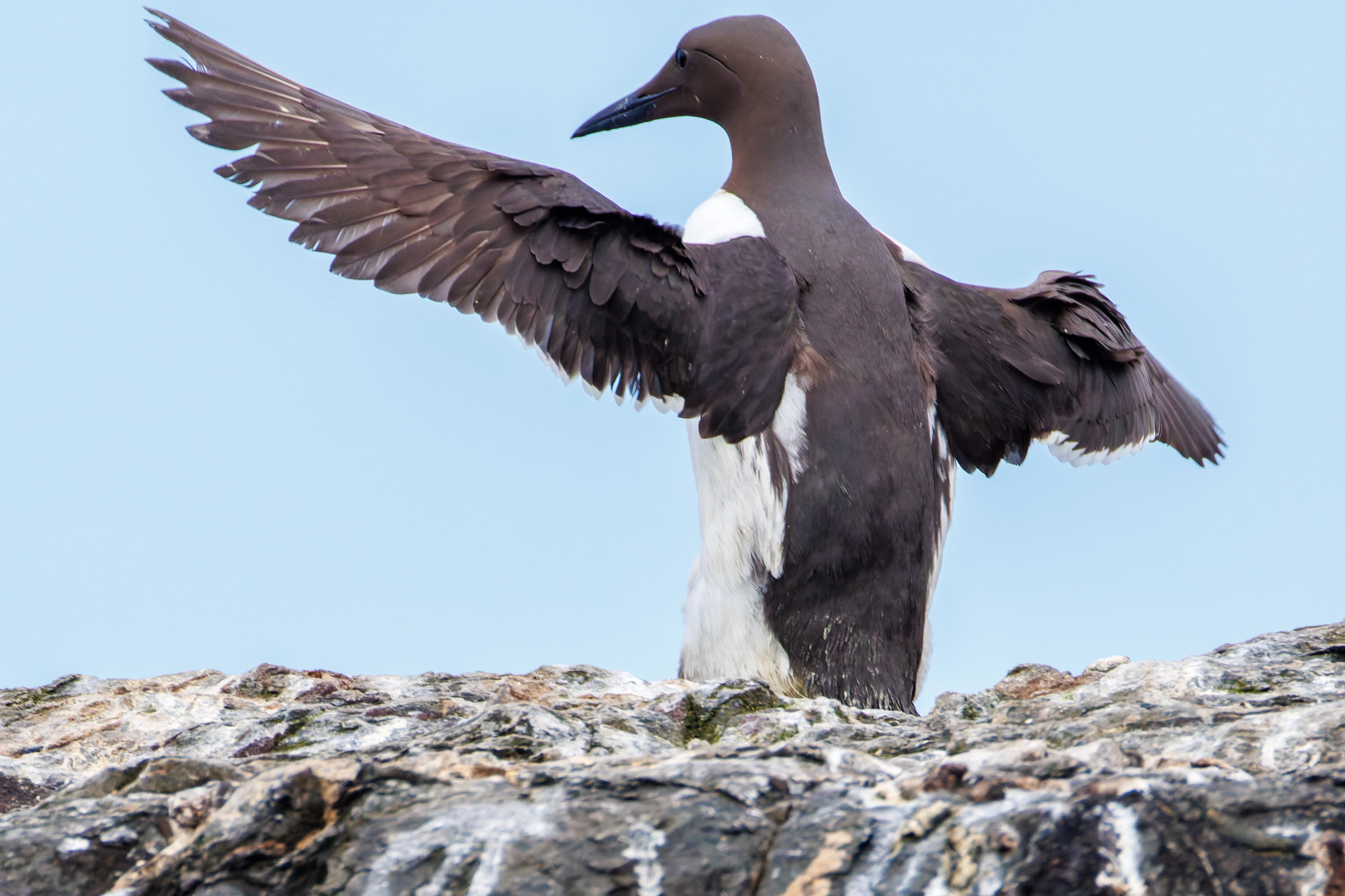 Guillemot, Farne Islands, Seahouses, Northumberland, UK — photo by Orlando Prugel-Bennett