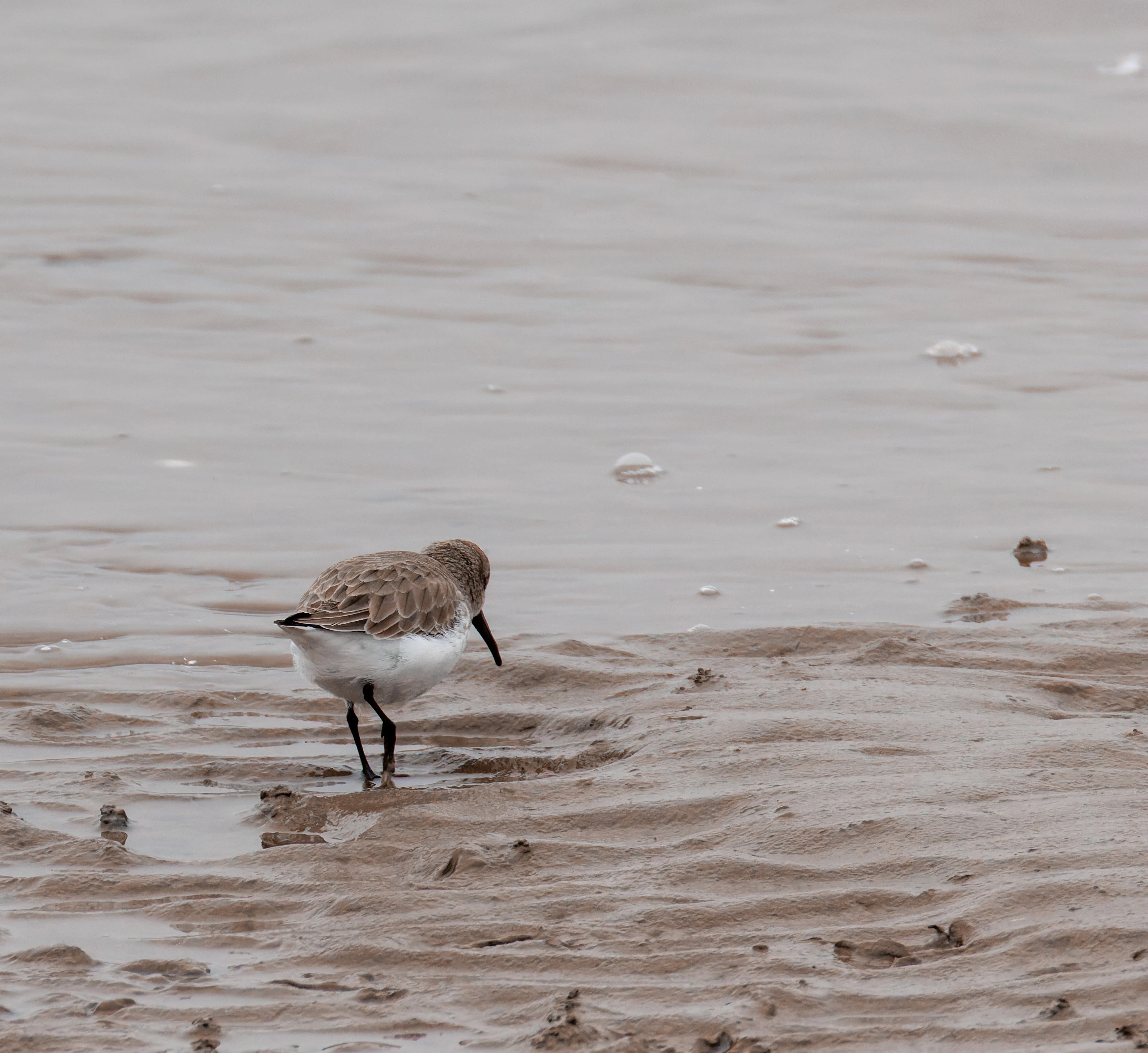 Dunlin, Morecambe, UK — photo by Orlando Prugel-Bennett