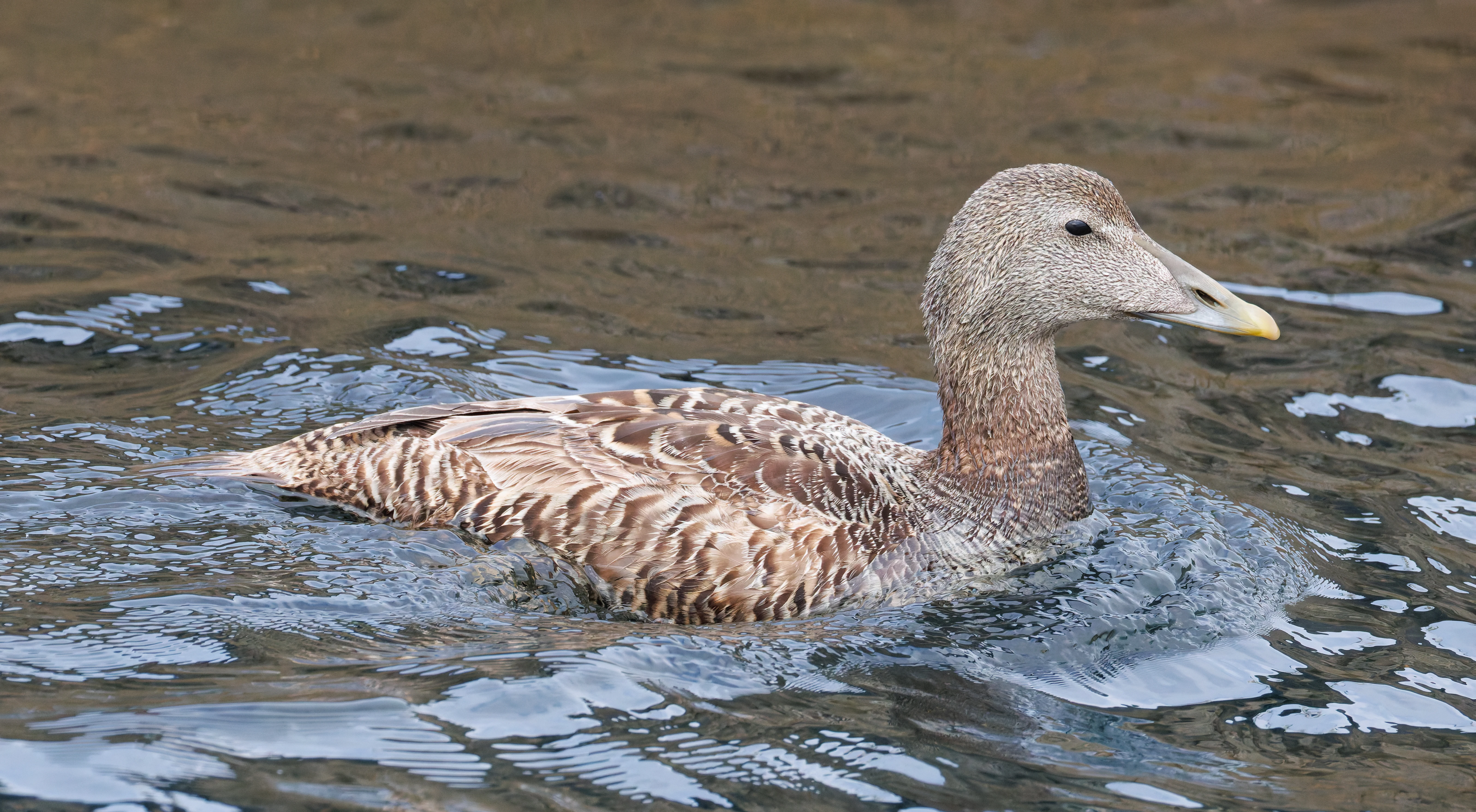 Common Eider, Farne Islands, Seahouses, Northumberland, UK — photo by Orlando Prugel-Bennett