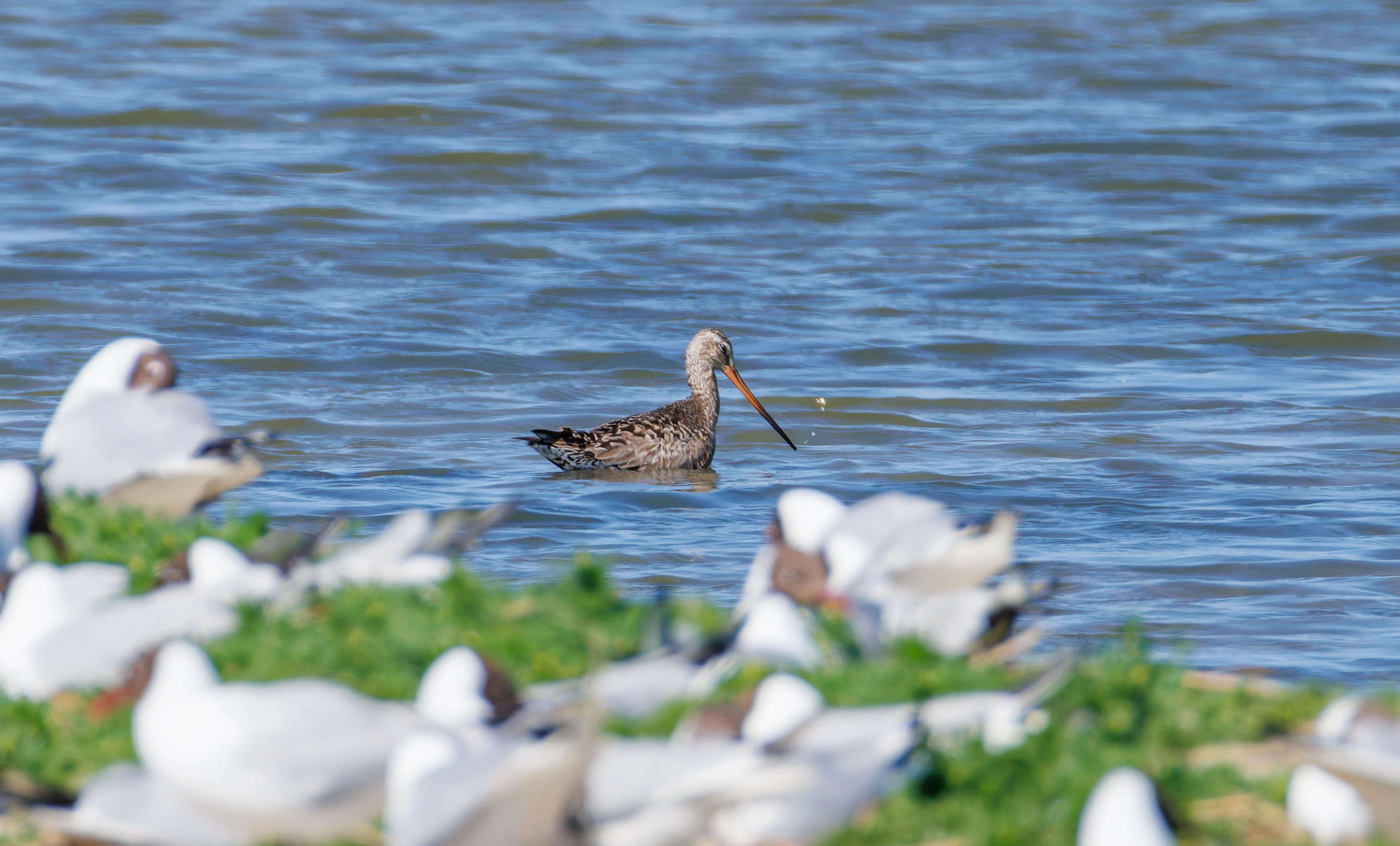 Hudsonian Godwit, Titchfield Haven, Farham, UK — photo by Orlando Prugel-Bennett