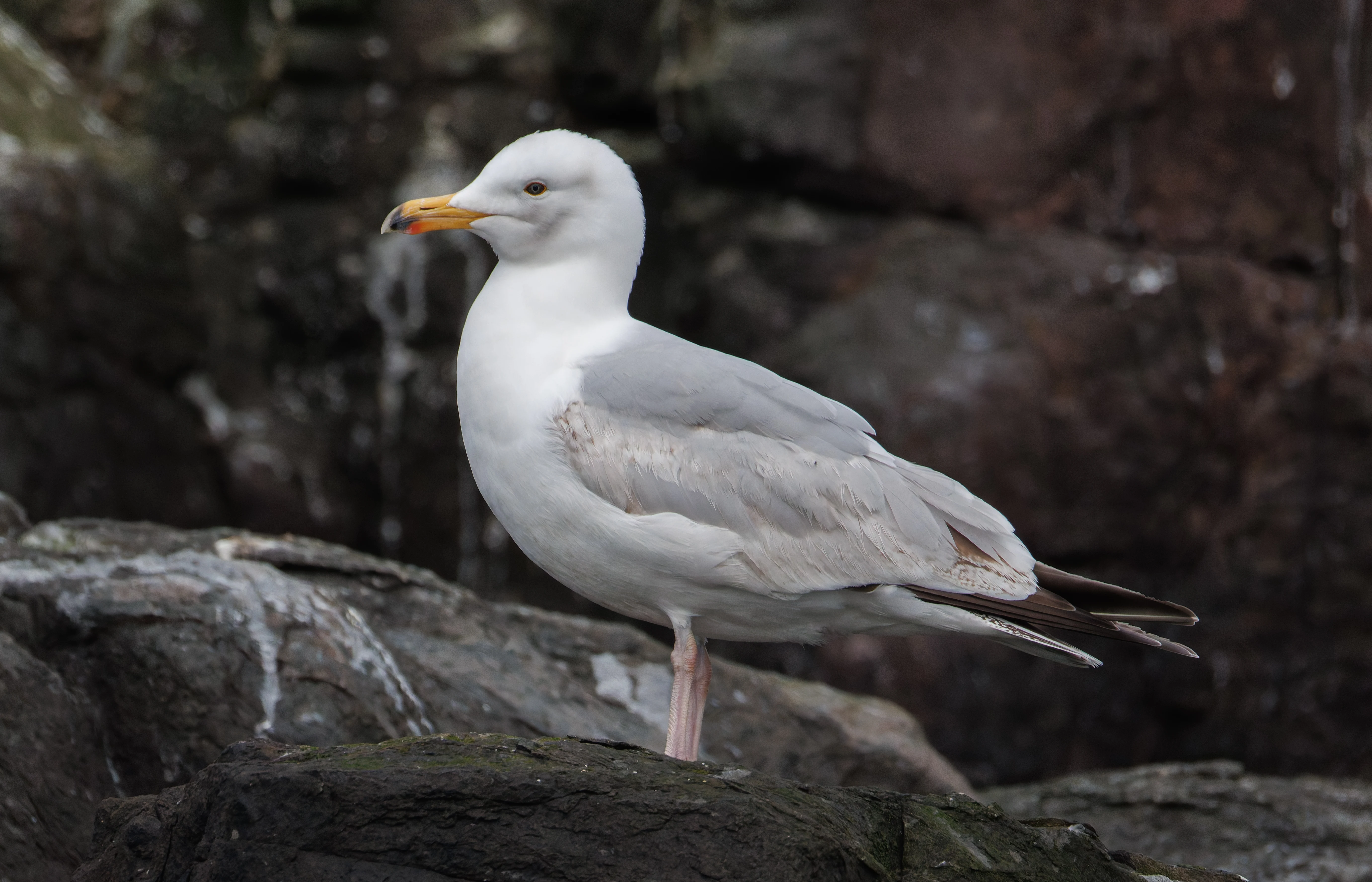 Herring Gull, Farne Islands, Seahouses, Northumberland, UK — photo by Orlando Prugel-Bennett