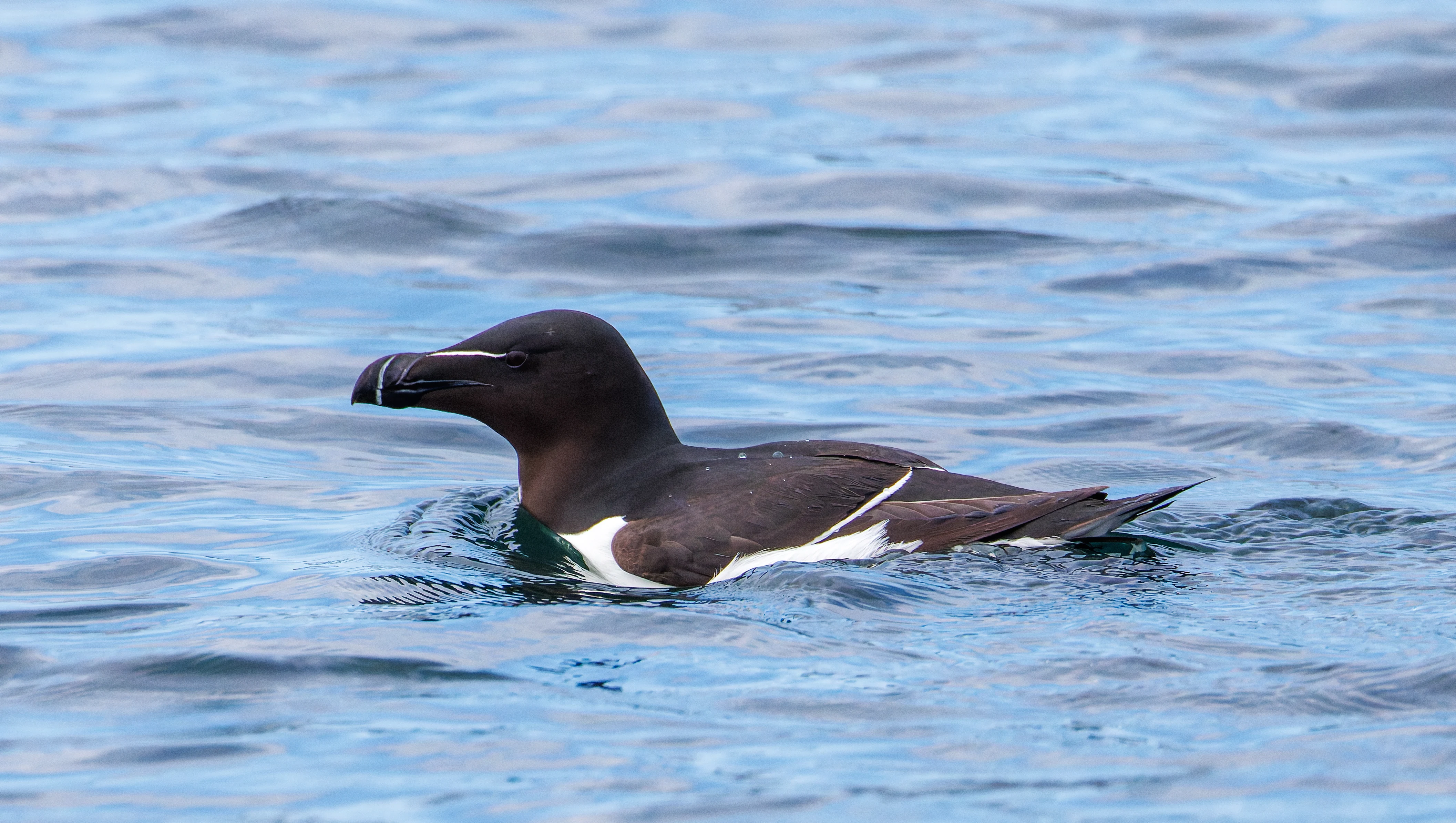 Razorbill, Farne Islands, Seahouses, Northumberland, UK — photo by Orlando Prugel-Bennett