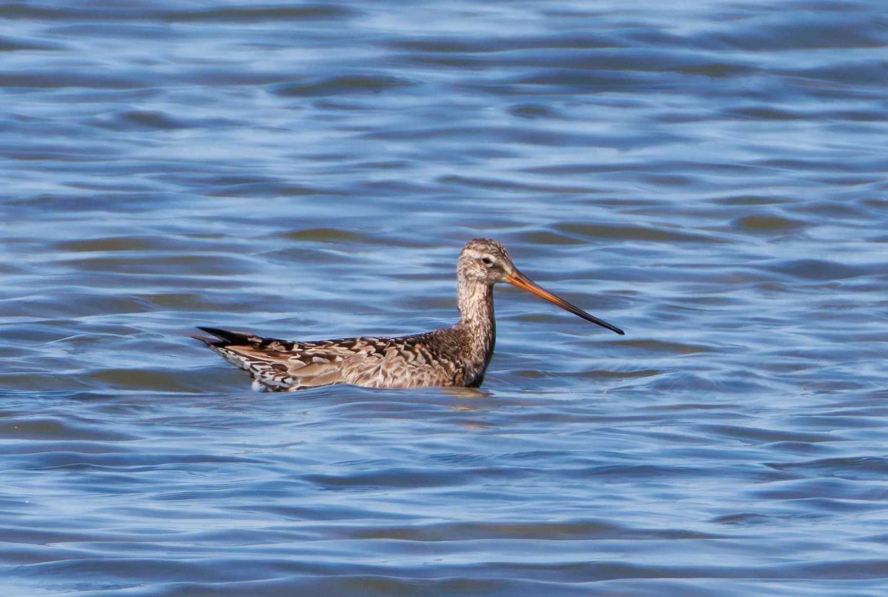 Hudsonian Godwit, Titchfield Haven, Farham, UK — photo by Orlando Prugel-Bennett