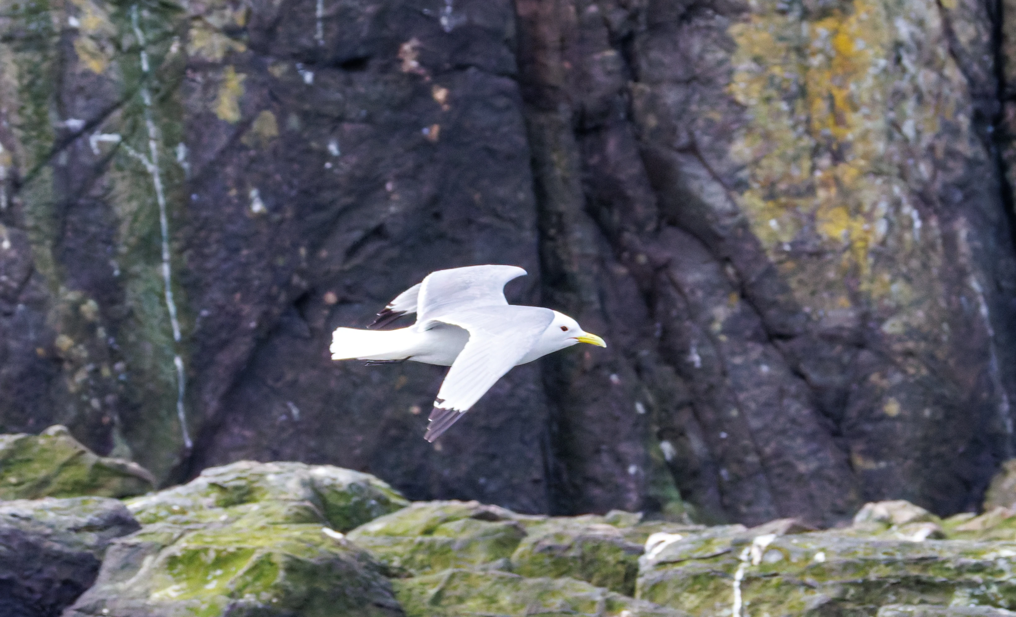 Kittiwake, Farne Islands, Seahouses, Northumberland, UK — photo by Orlando Prugel-Bennett