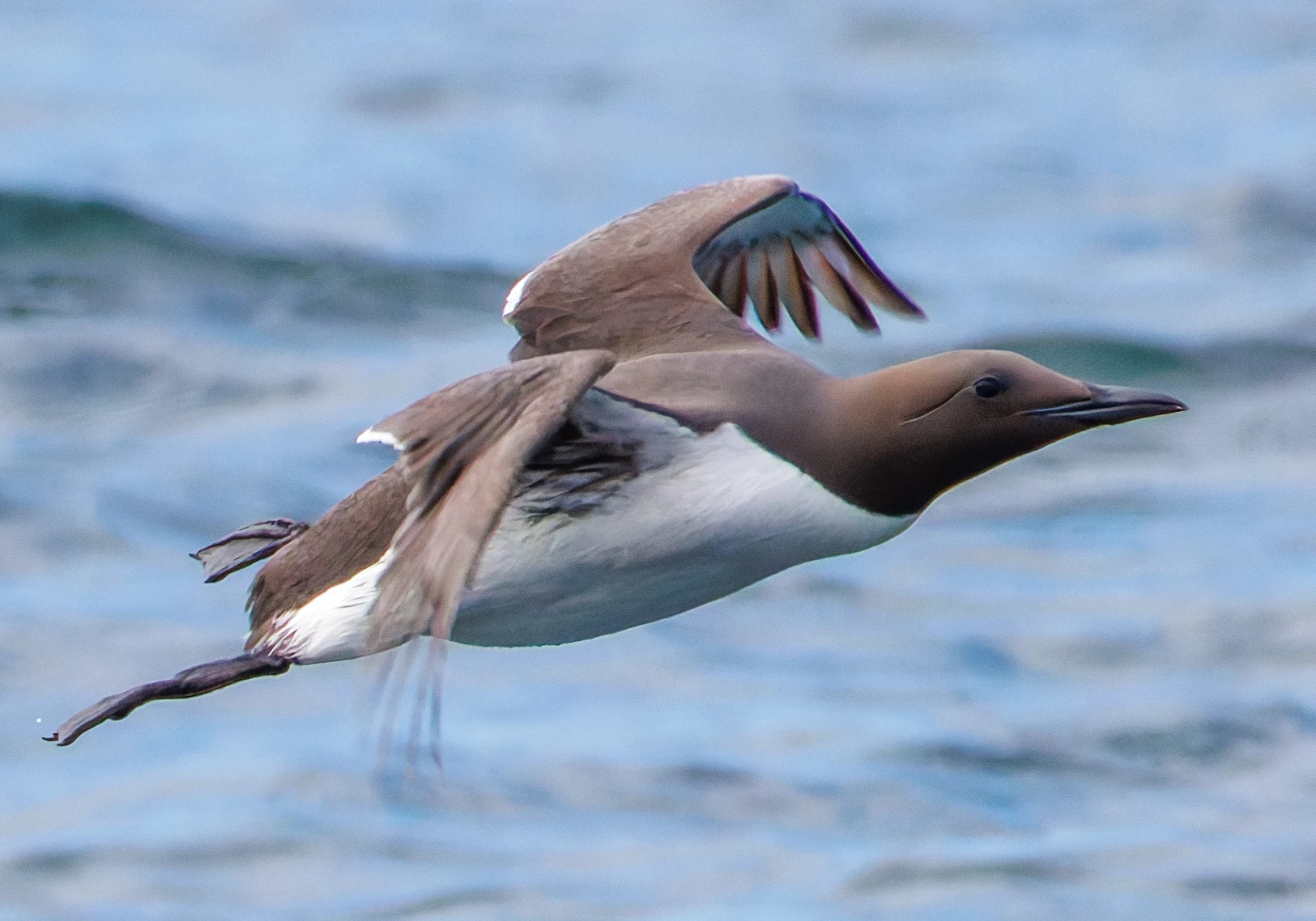 Guillemot, Farne Islands, Seahouses, Northumberland, UK — photo by Orlando Prugel-Bennett