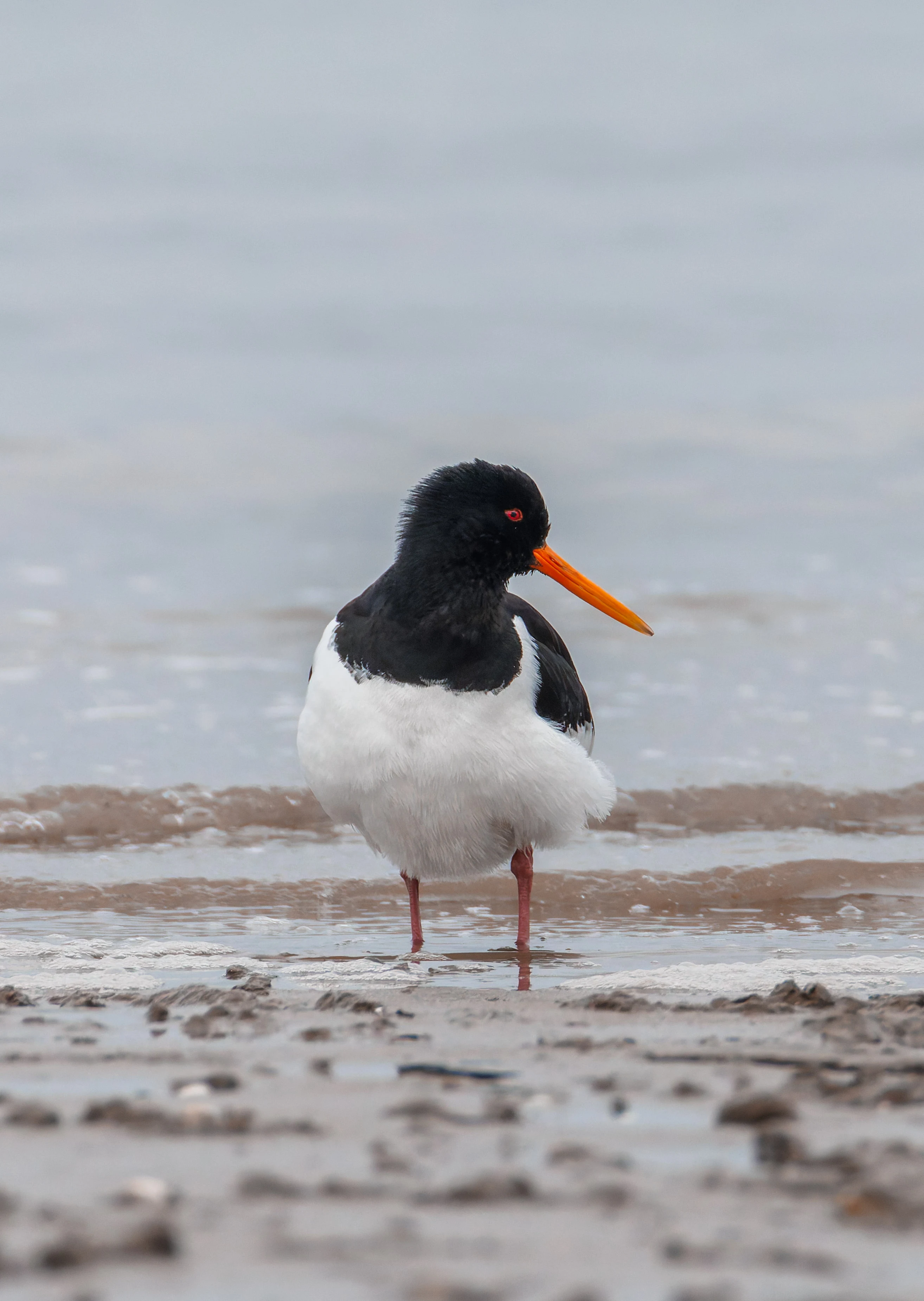 Oystercatcher, Morecambe, UK — photo by Orlando Prugel-Bennett