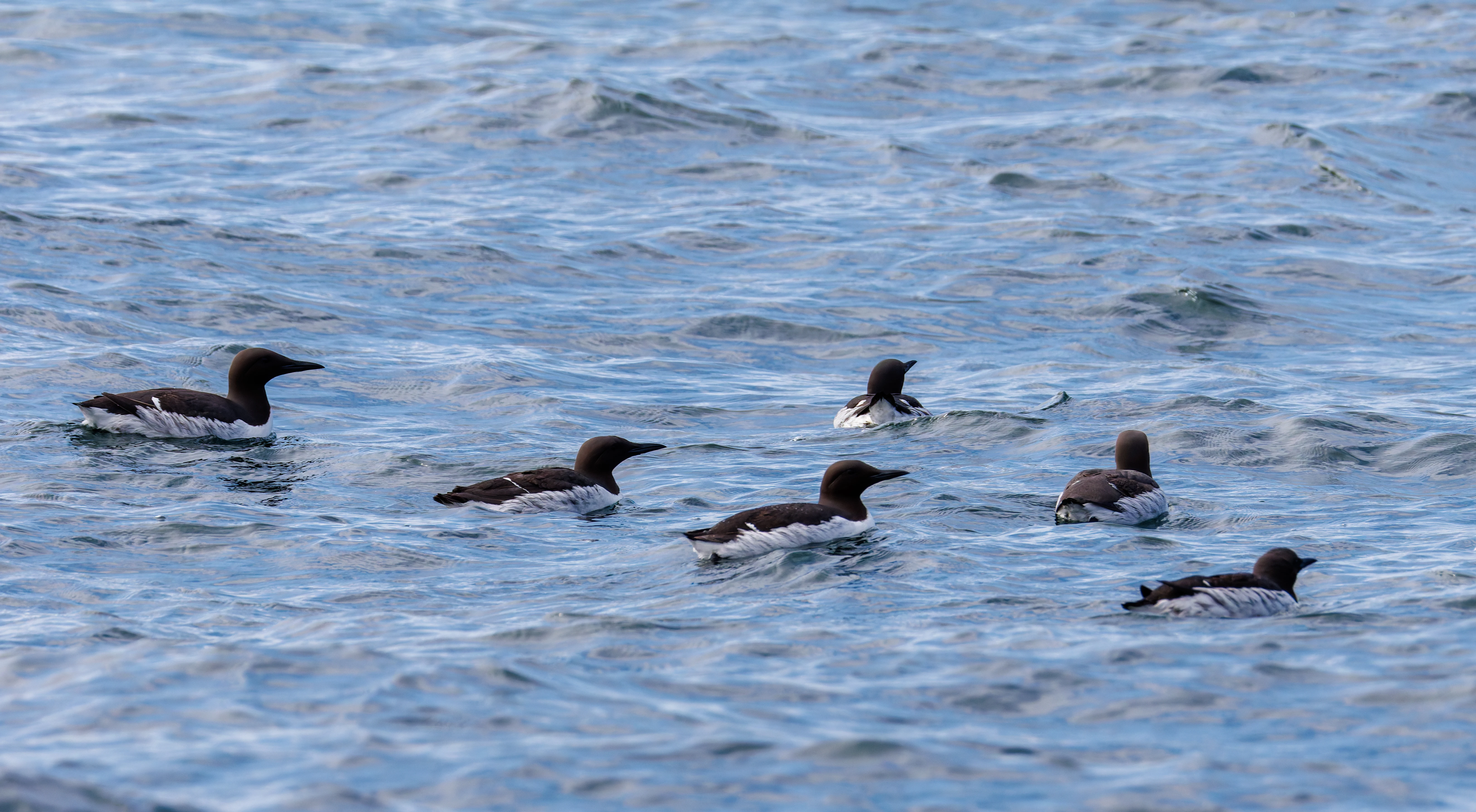 Guillemots, Farne Islands, Seahouses, Northumberland, UK — photo by Orlando Prugel-Bennett