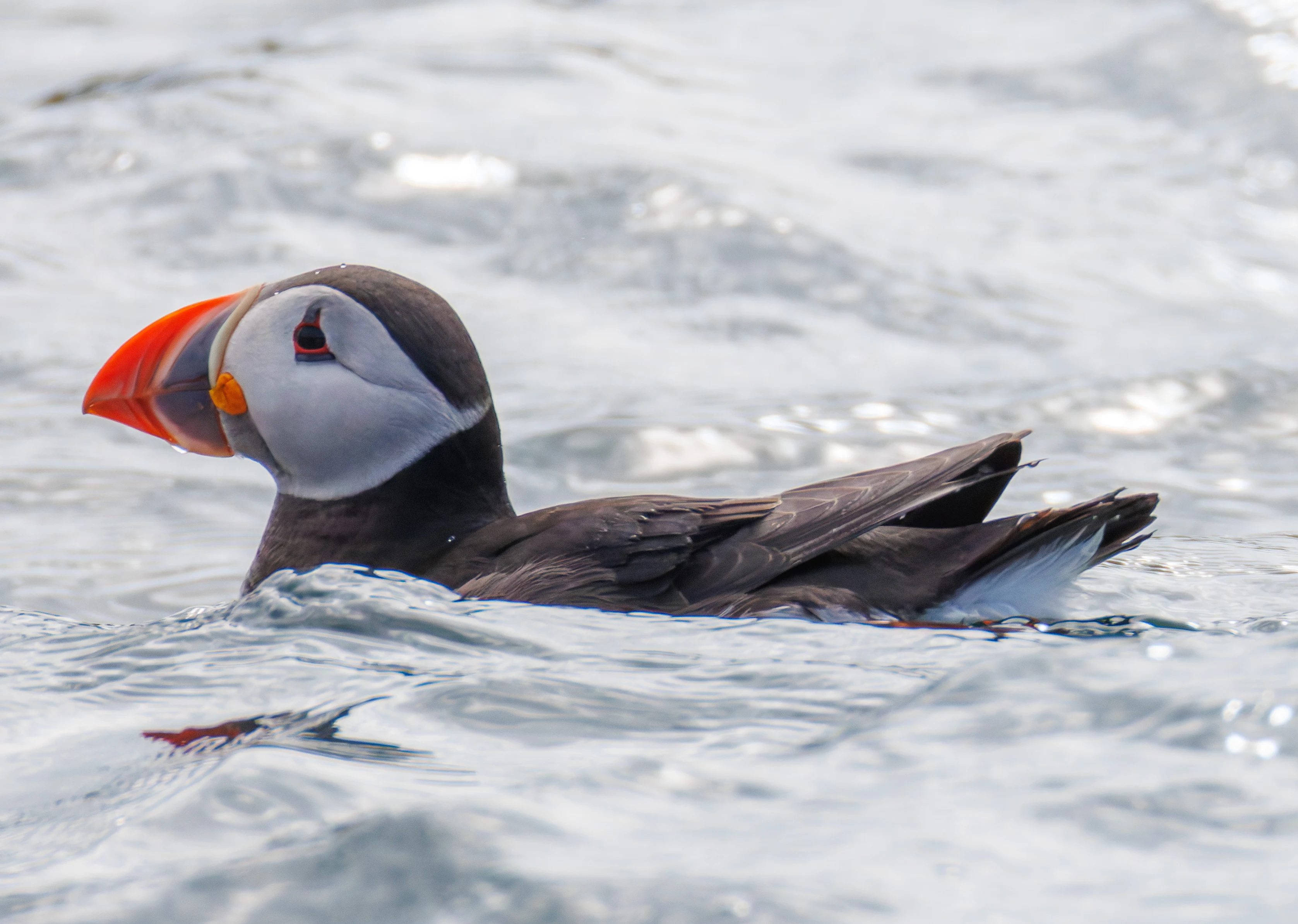 Puffin, Farne Islands, Seahouses, Northumberland, UK — photo by Orlando Prugel-Bennett