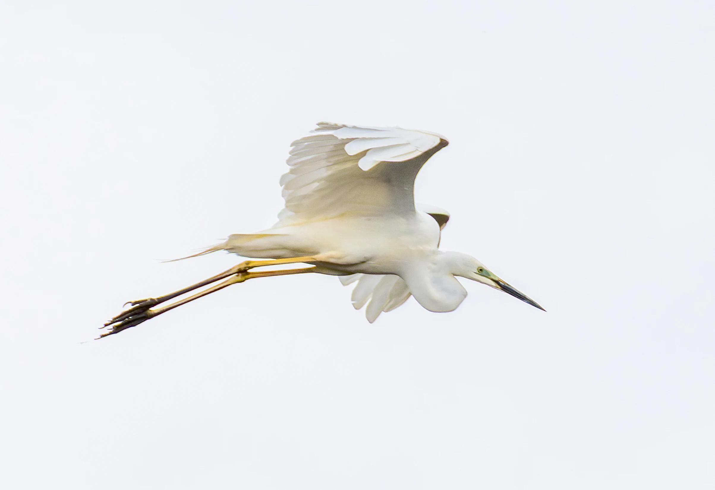 Great Egret, Ouse Fen, Willingham, Cambridgeshire, UK — photo by Orlando Prugel-Bennett