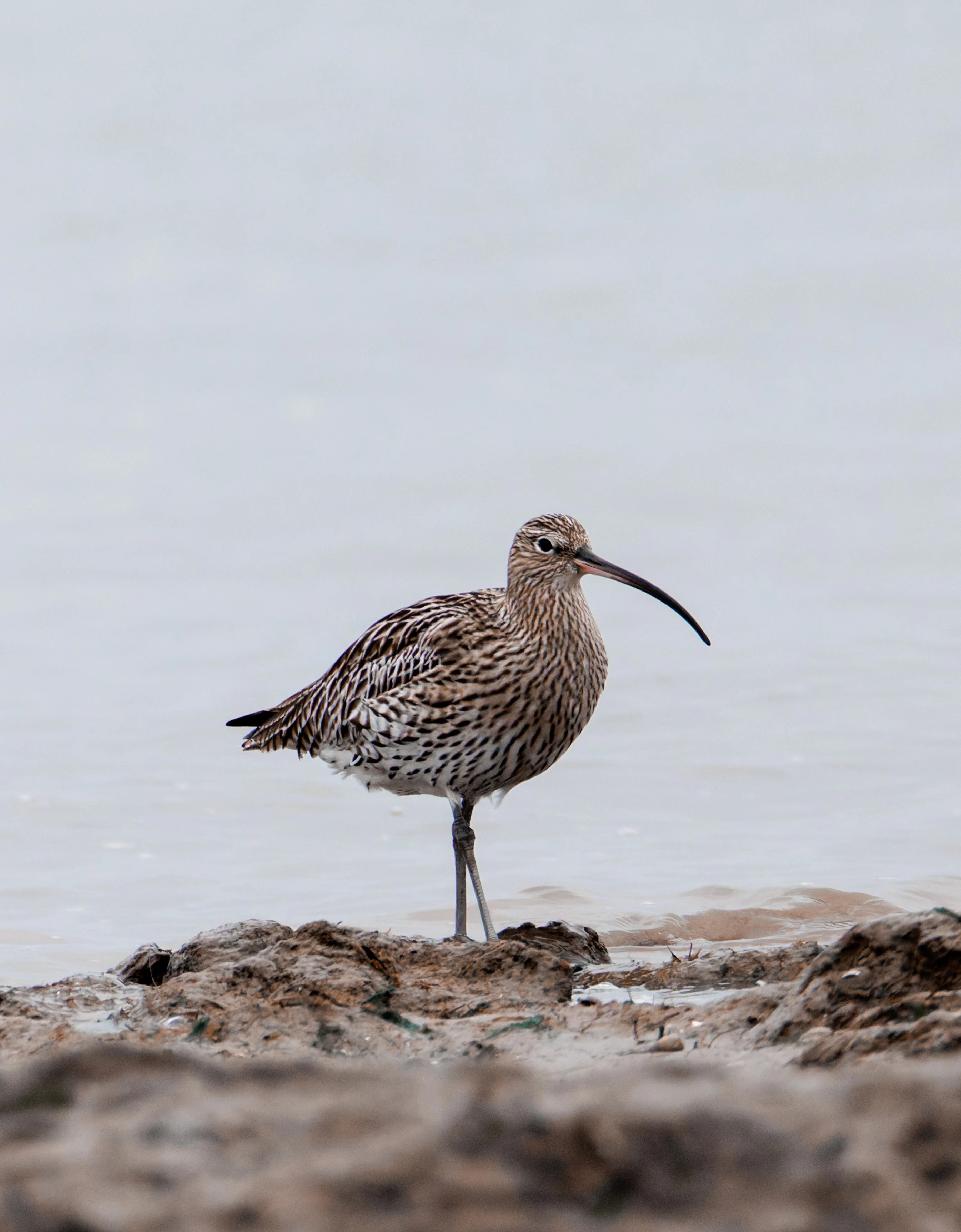 Curlew, Morecambe, UK — photo by Orlando Prugel-Bennett