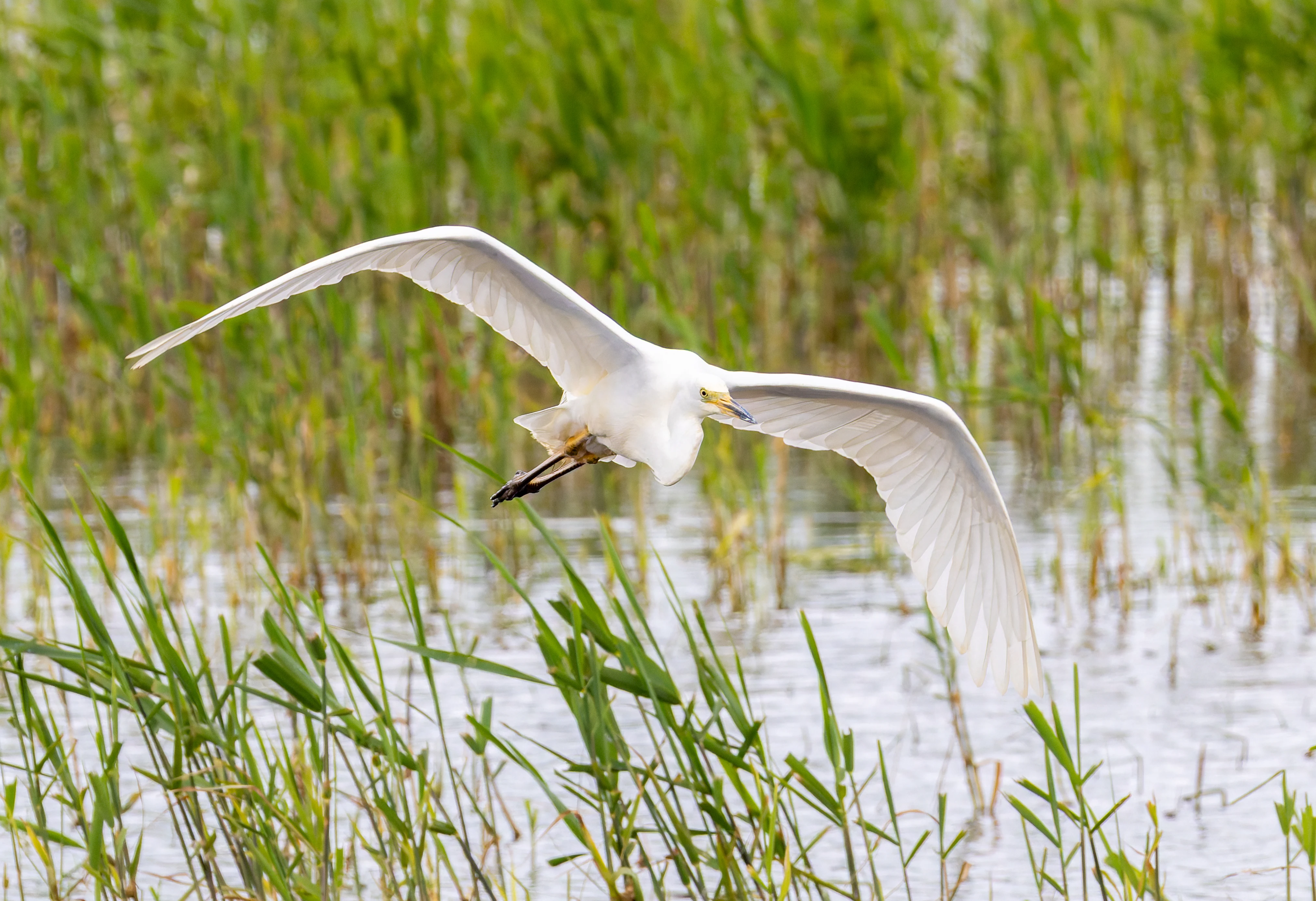 Great Egret, Ouse Fen, Willingham, Cambridgeshire, UK — photo by Orlando Prugel-Bennett