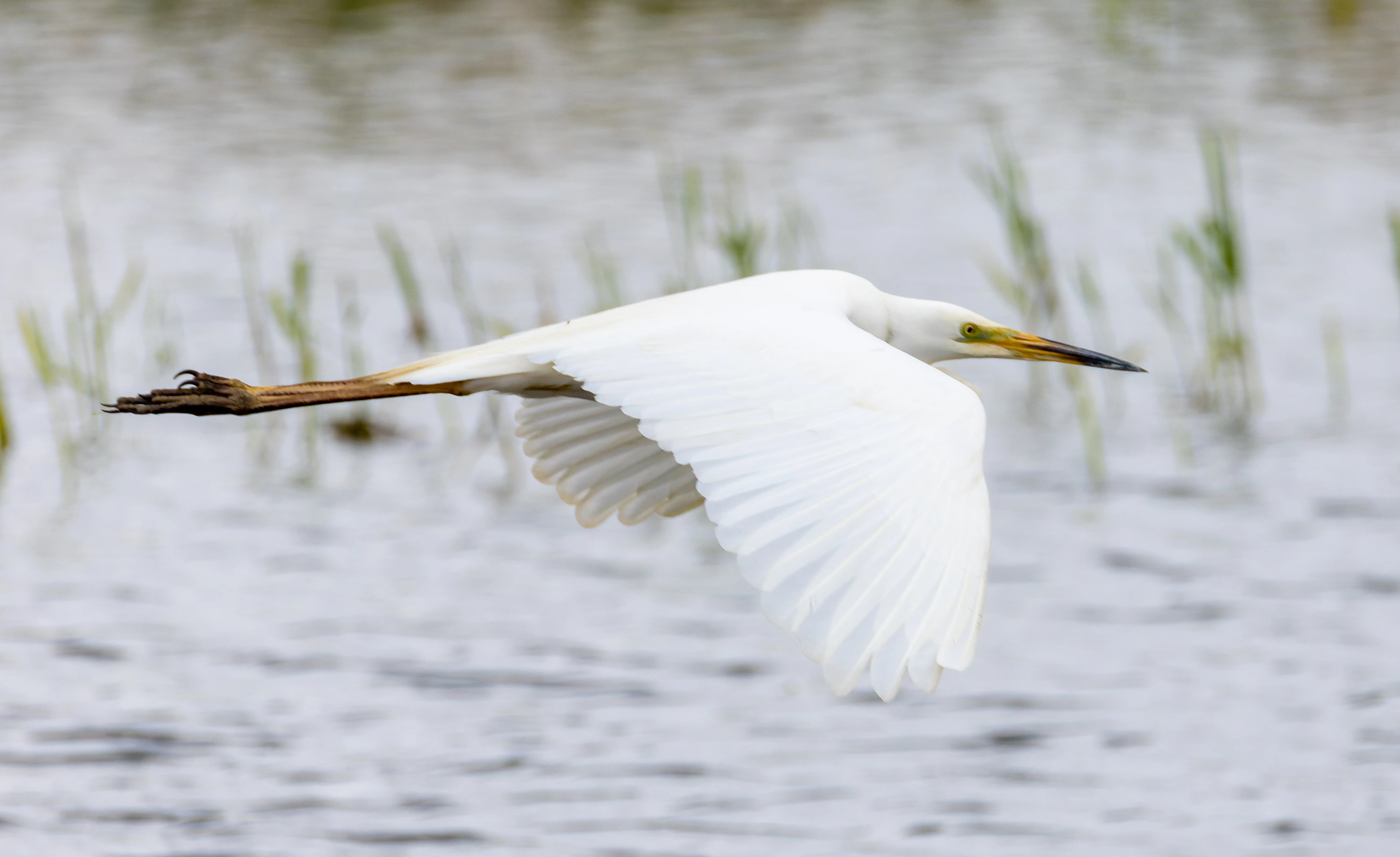 Great Egret, Ouse Fen, Willingham, Cambridgeshire, UK — photo by Orlando Prugel-Bennett