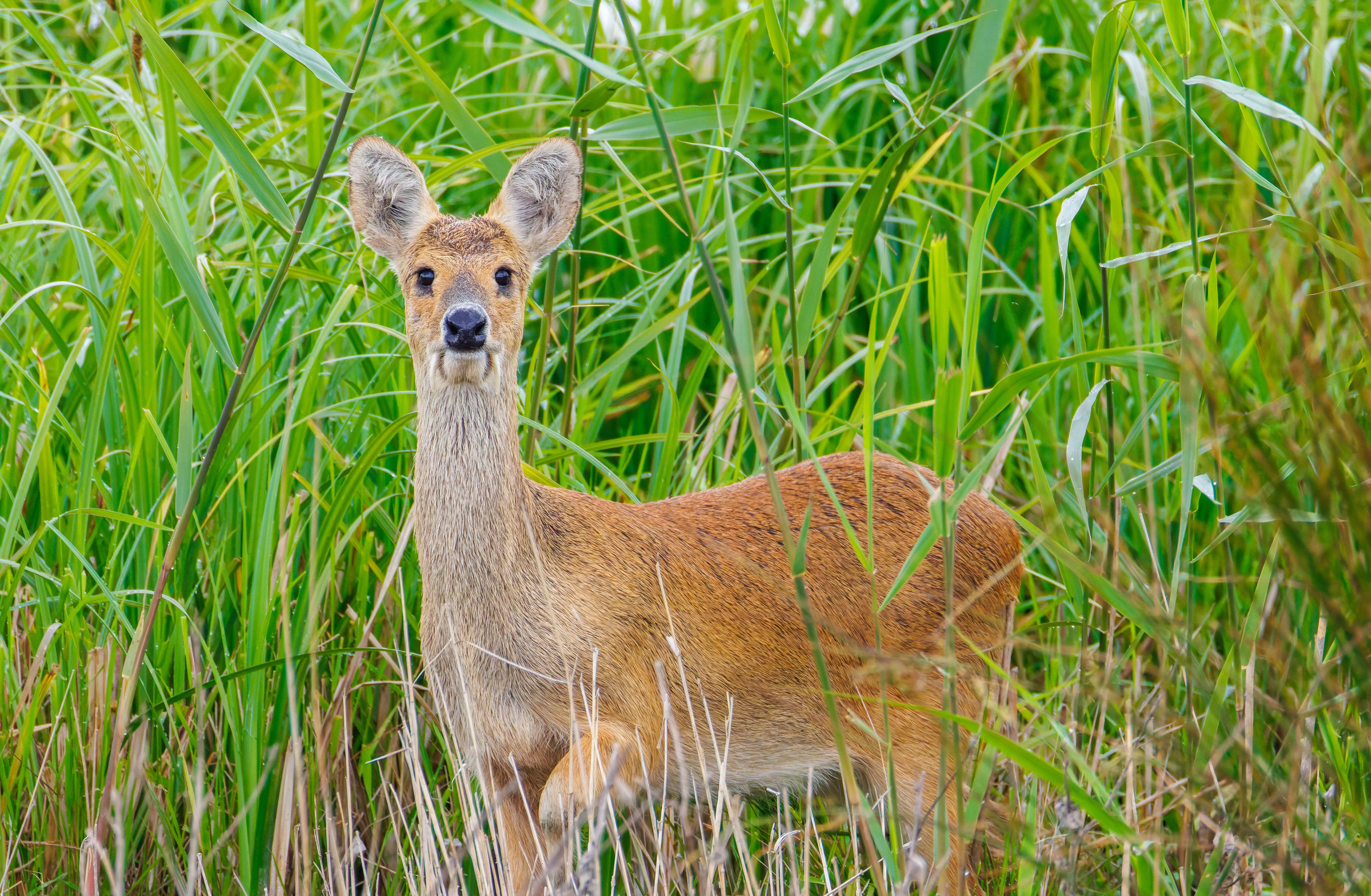 Water Deer, Ouse Fen, Willingham, Cambridgeshire, UK — photo by Orlando Prugel-Bennett