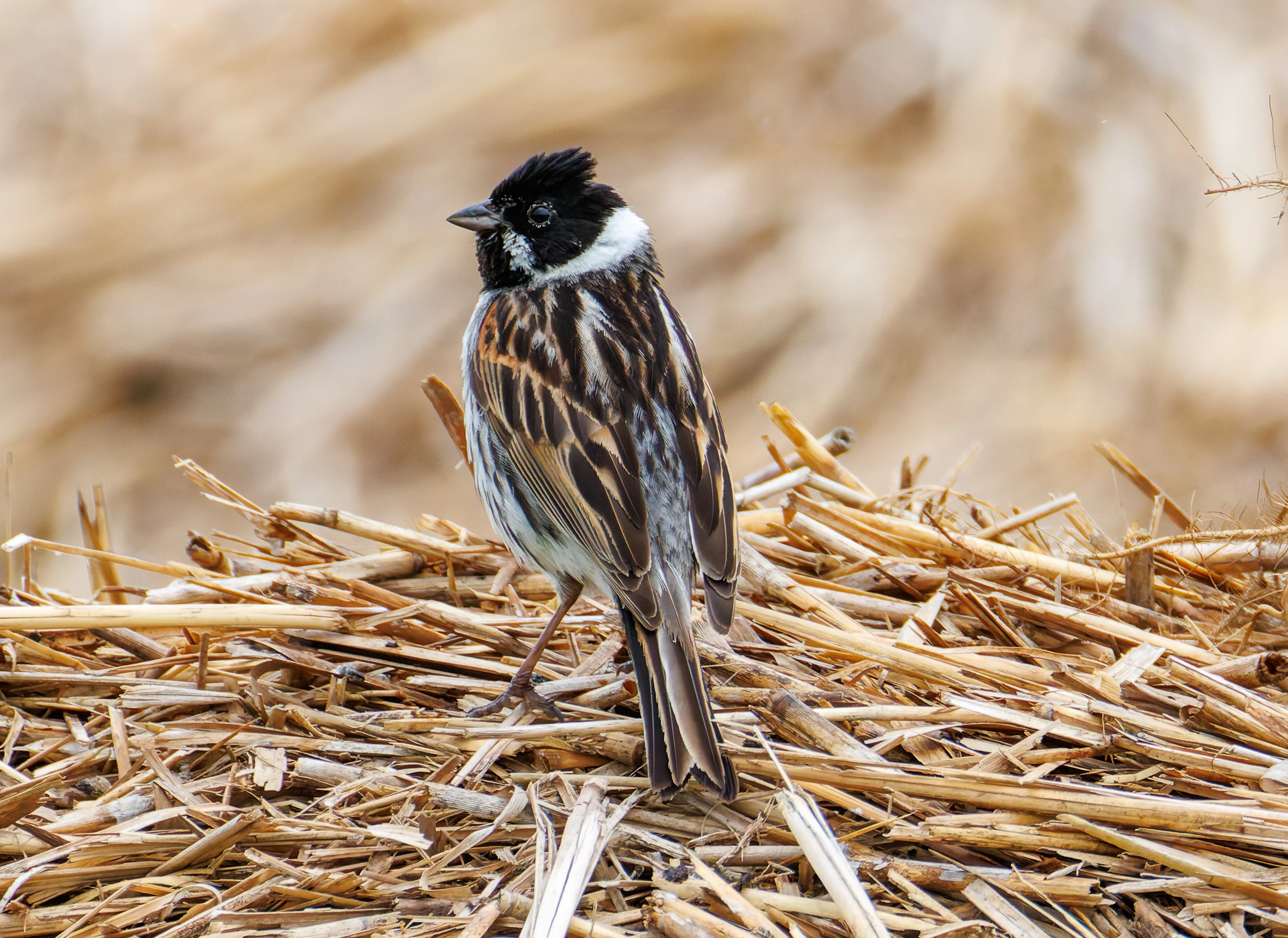 Reed Bunting, Ouse Fen, Willingham, Cambridgeshire, UK — photo by Orlando Prugel-Bennett