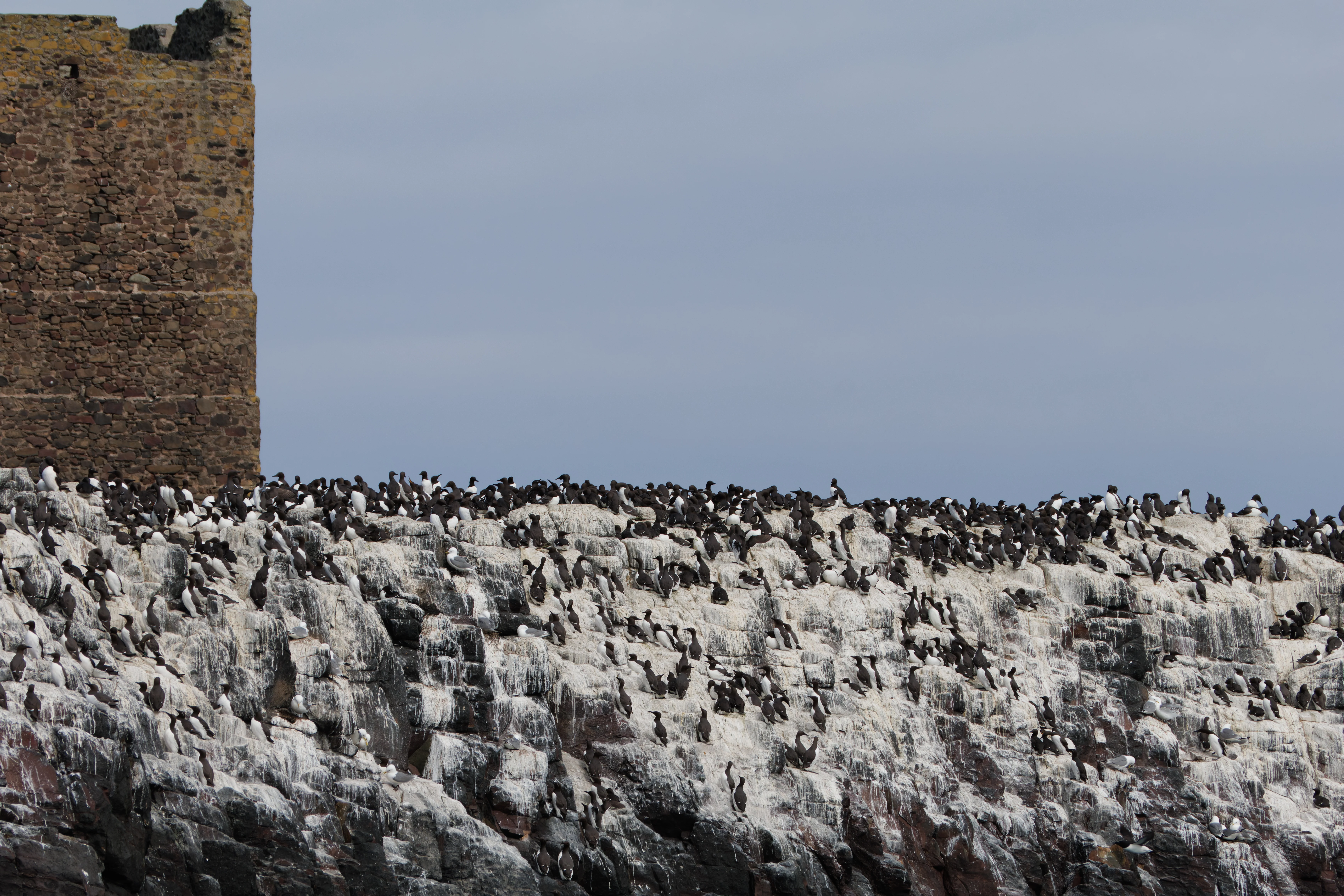 Guillemots & Kittiwake, Farne Islands, Seahouses, Northumberland, UK — photo by Orlando Prugel-Bennett