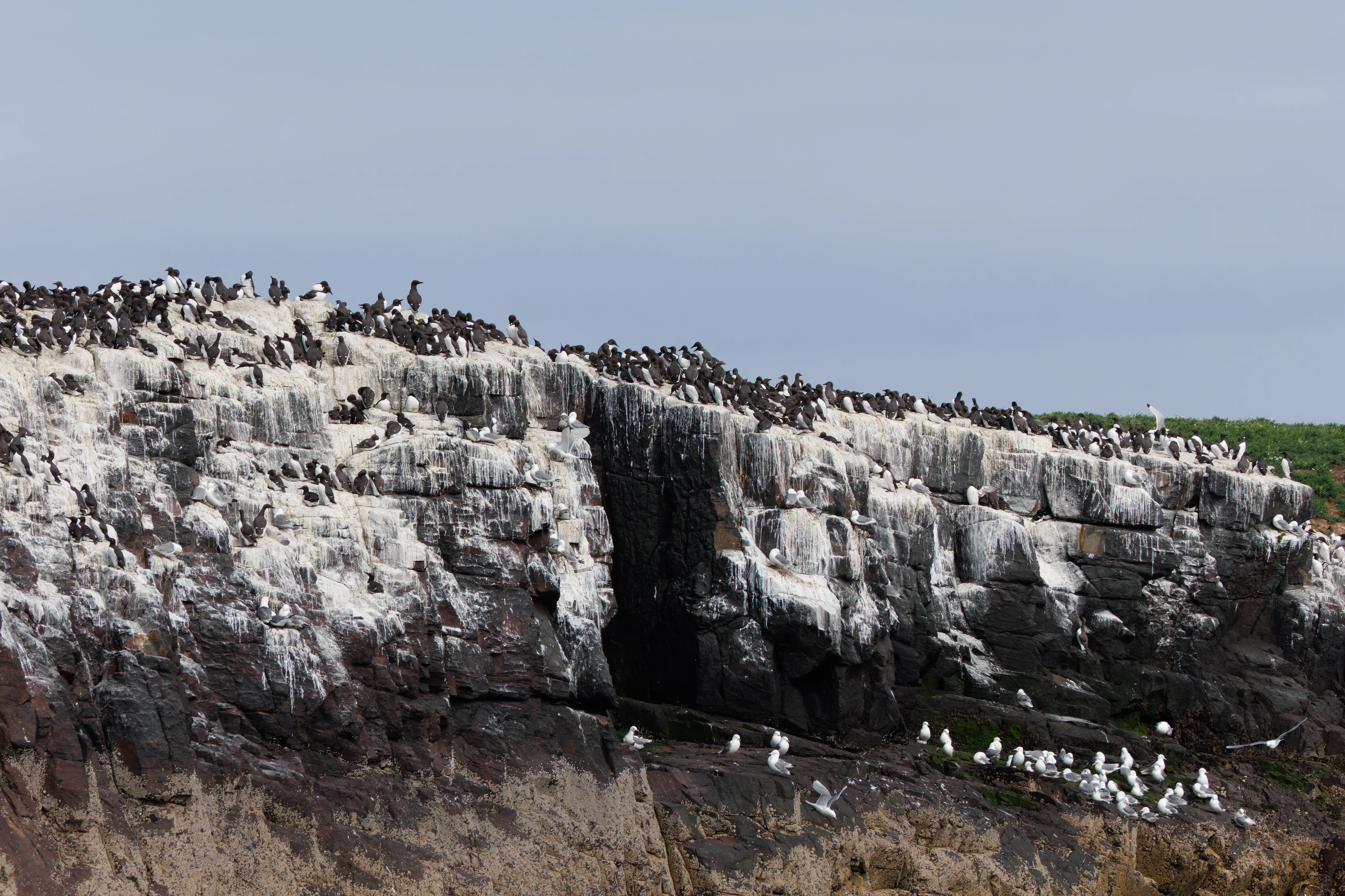 Guillemots & Kittiwake, Farne Islands, Seahouses, Northumberland, UK — photo by Orlando Prugel-Bennett