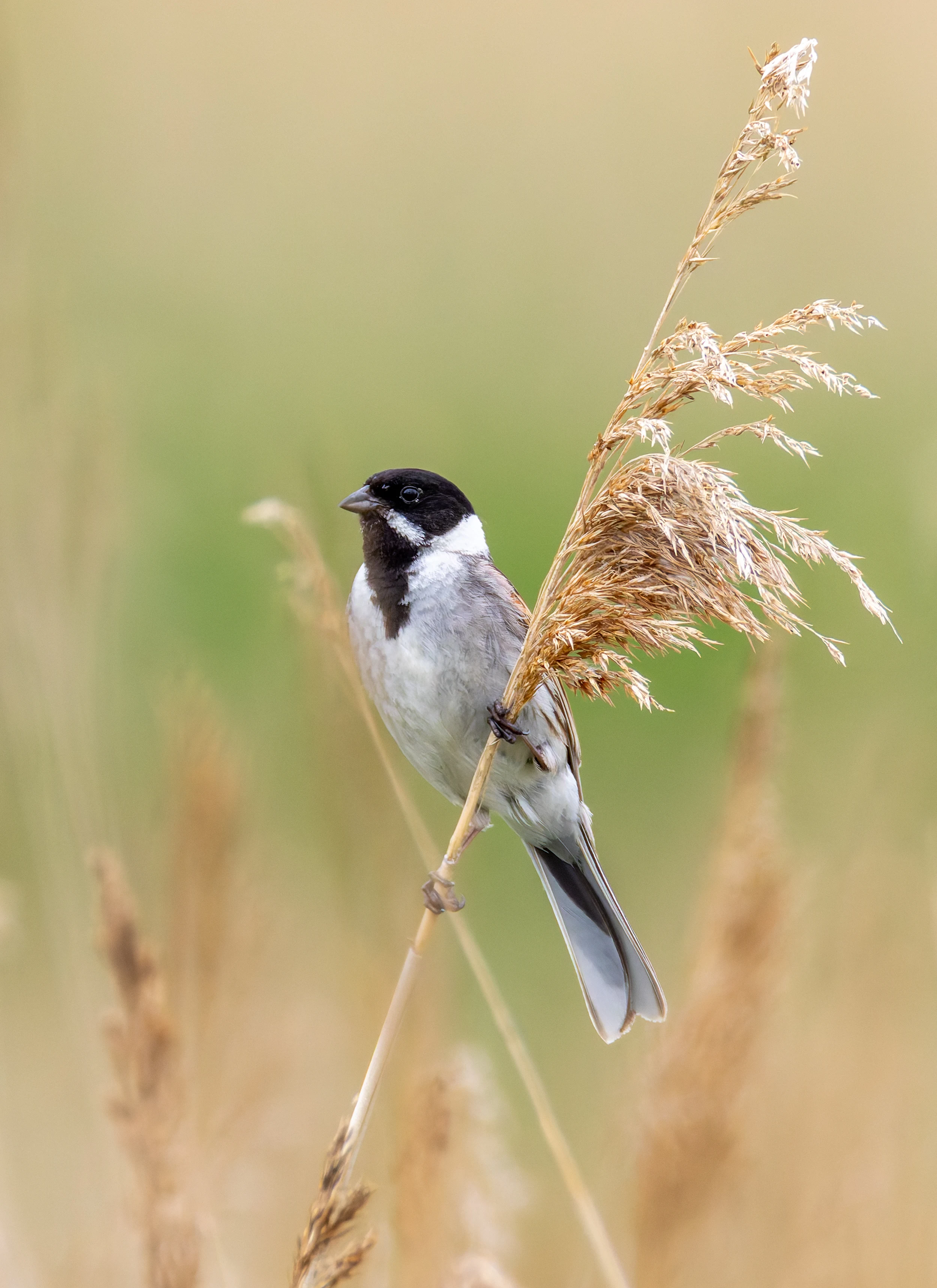Reed Bunting, Ouse Fen, Willingham, Cambridgeshire, UK — photo by Orlando Prugel-Bennett
