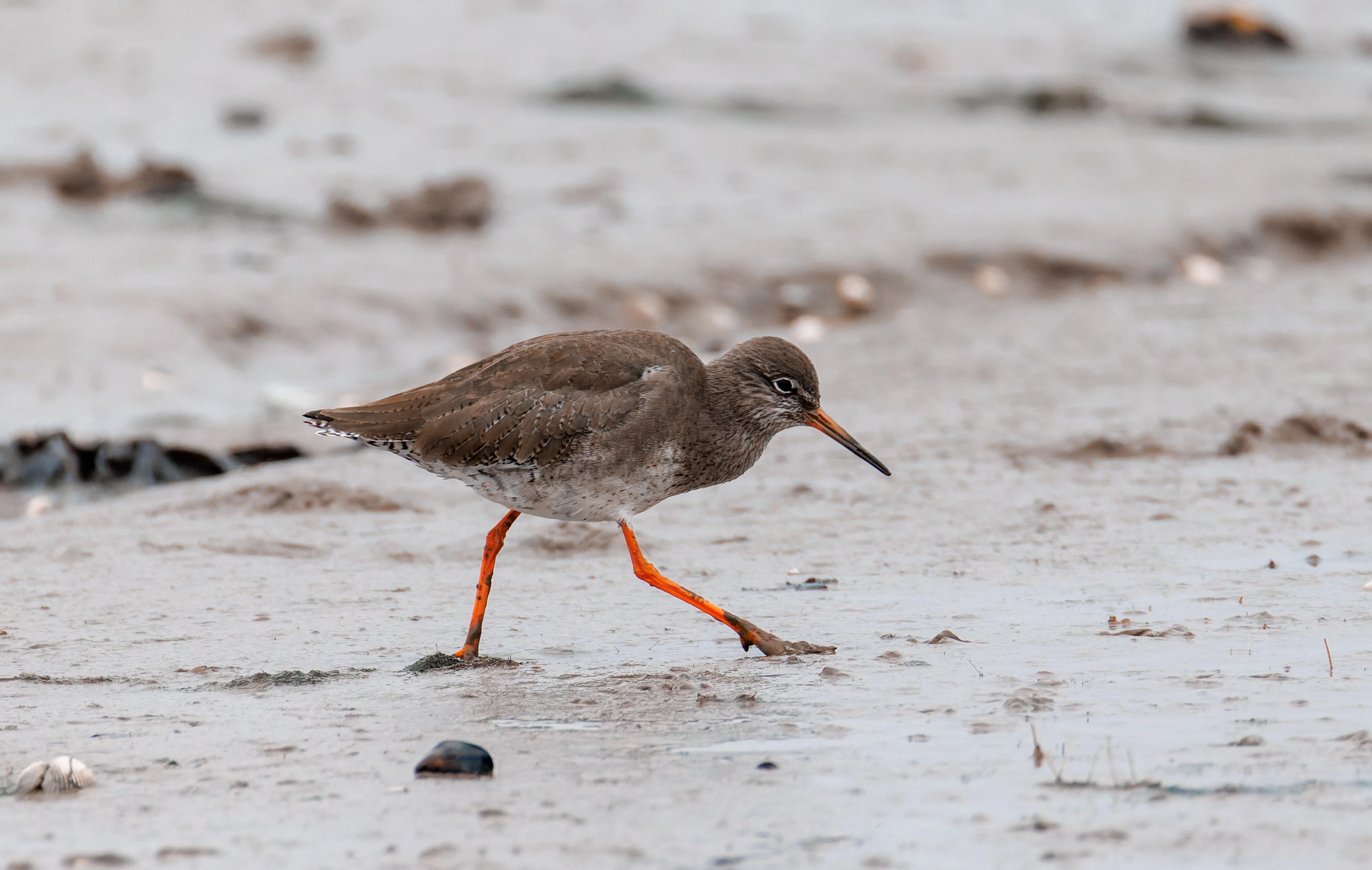 Common Redshank, Morecambe, UK — photo by Orlando Prugel-Bennett