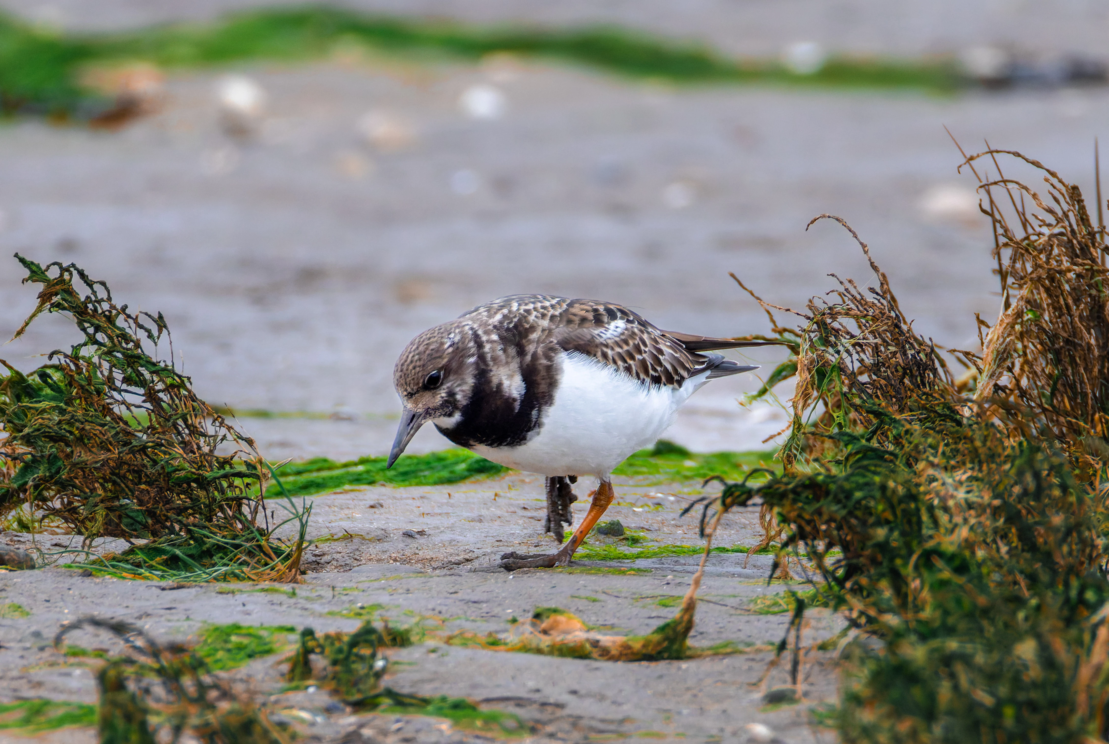 Turnstone, Morecambe, UK — photo by Orlando Prugel-Bennett