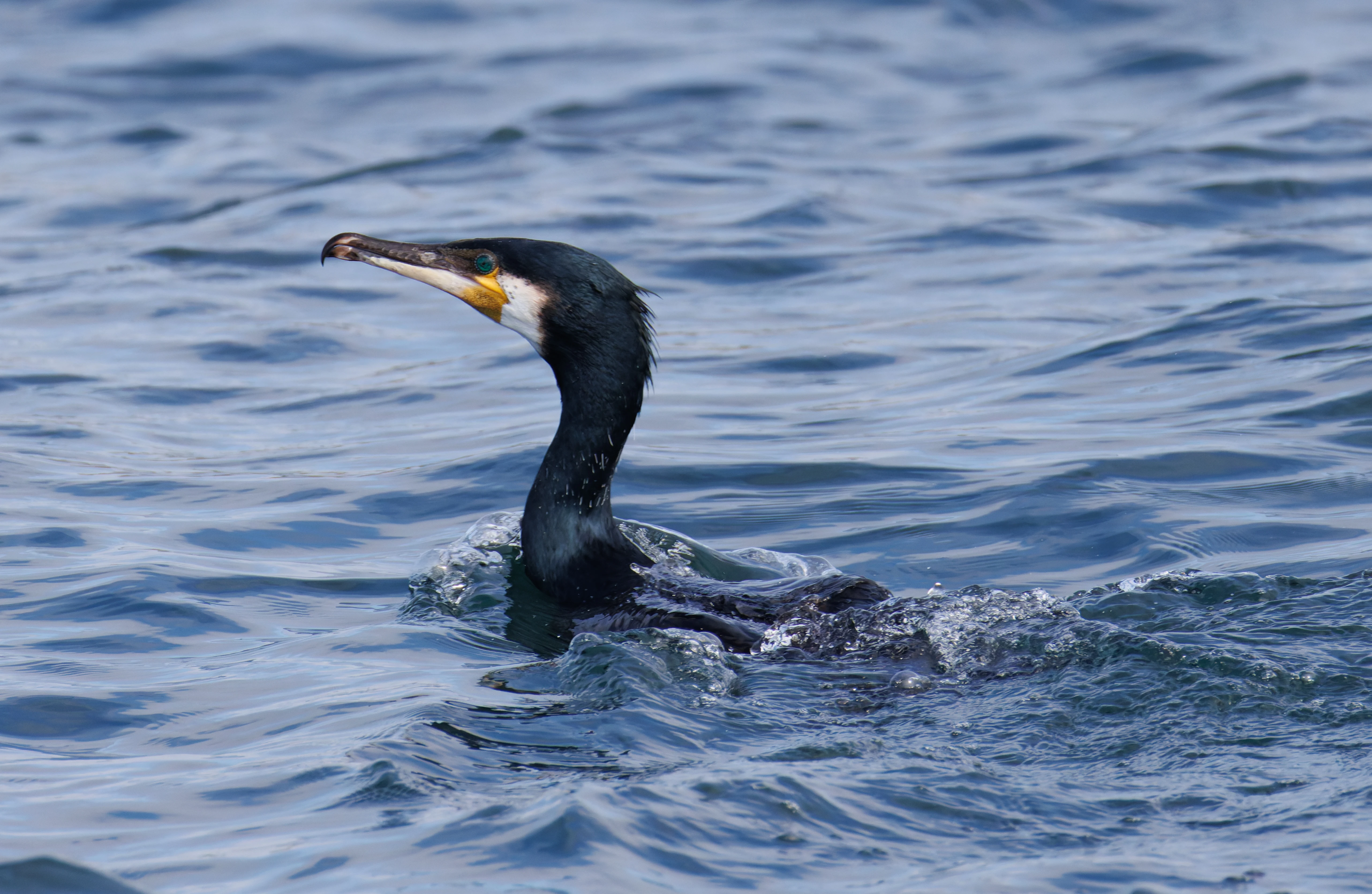 Cormorant, Farne Islands, Seahouses, Northumberland, UK — photo by Orlando Prugel-Bennett