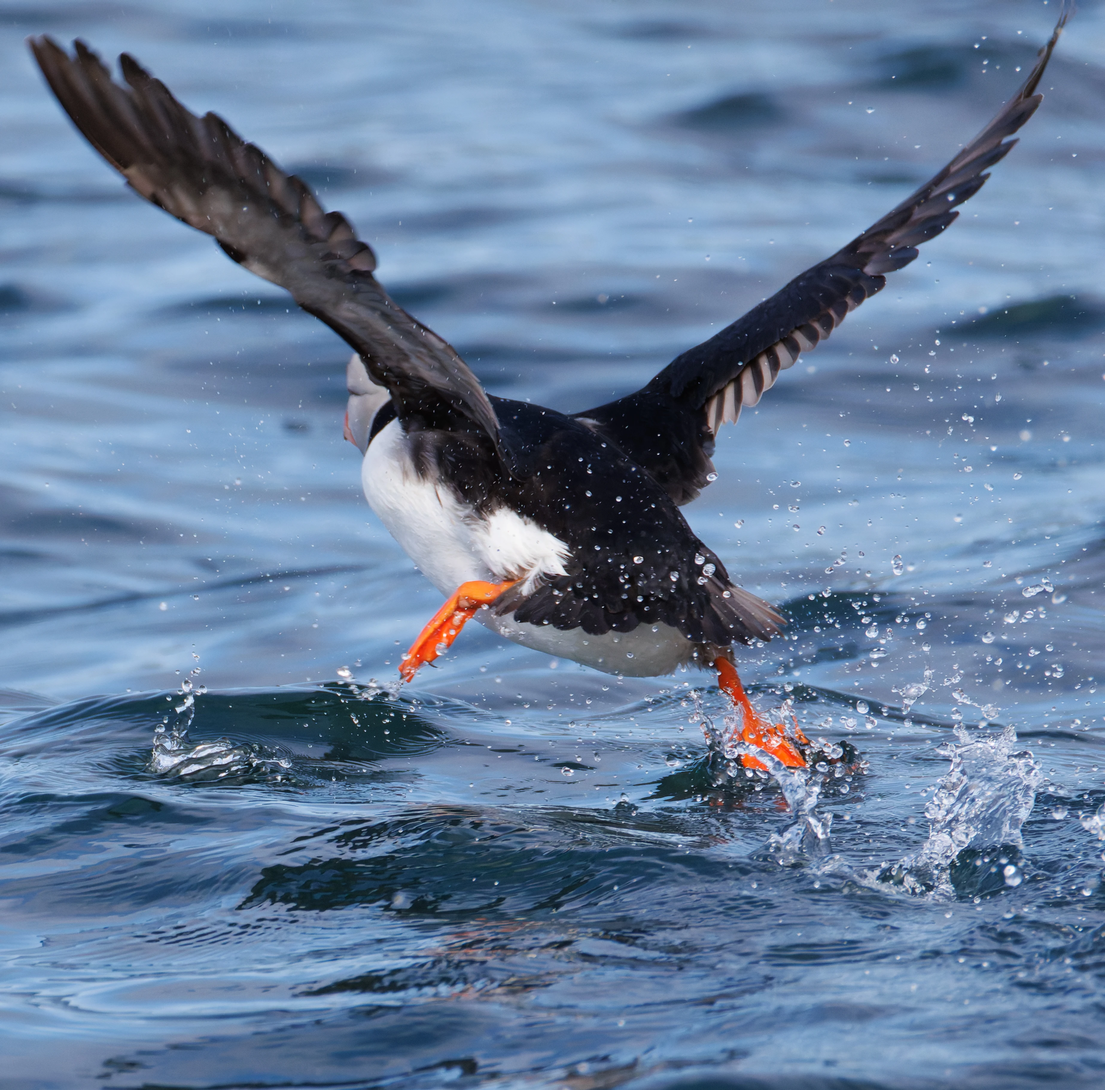 Puffin, Farne Islands, Seahouses, Northumberland, UK — photo by Orlando Prugel-Bennett