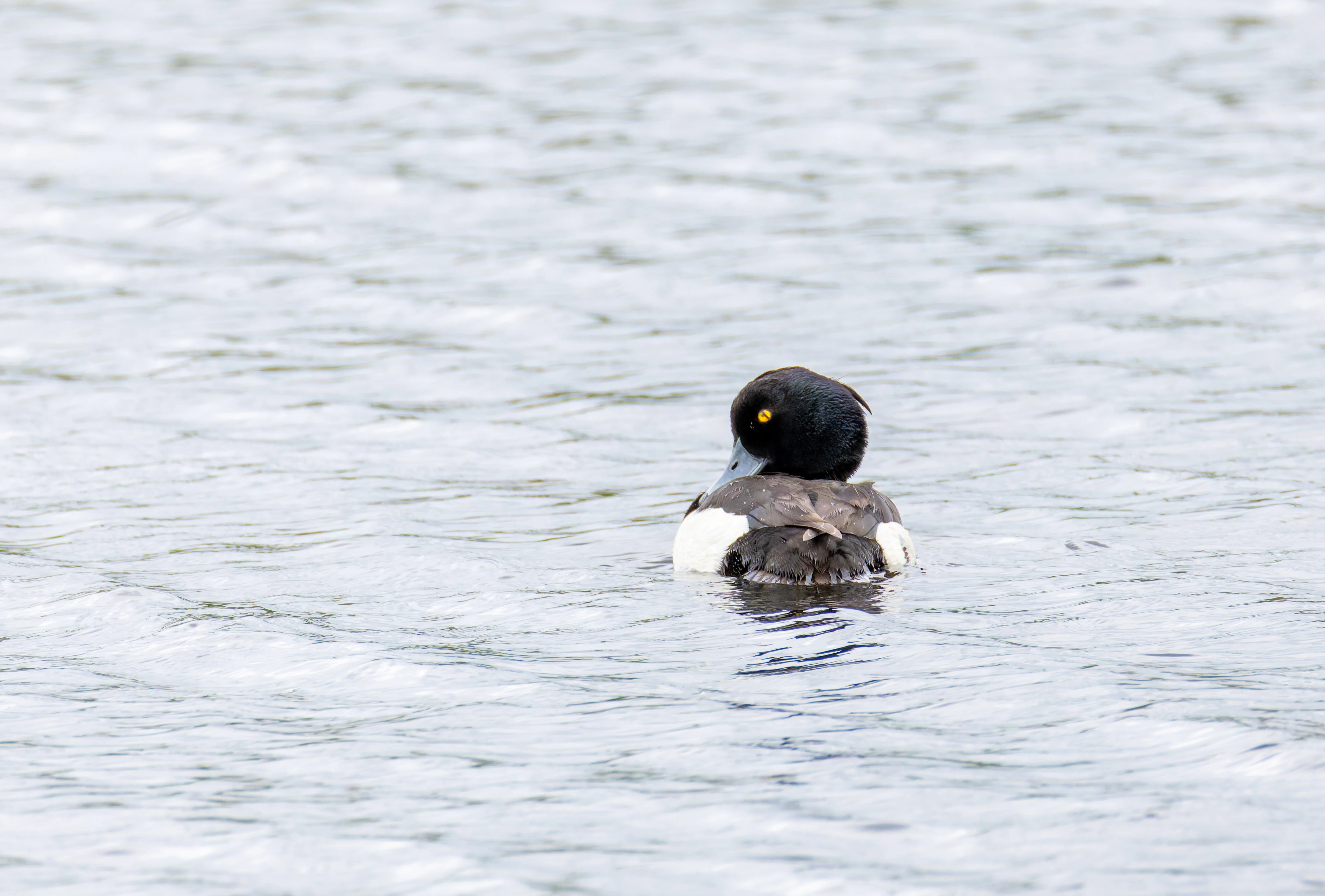 Tufted Duck, Ouse Fen, Willingham, Cambridgeshire, UK — photo by Orlando Prugel-Bennett