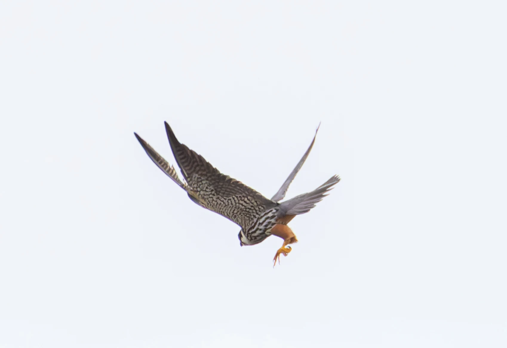 Hobby, Ouse Fen, Willingham, Cambridgeshire, UK — photo by Orlando Prugel-Bennett