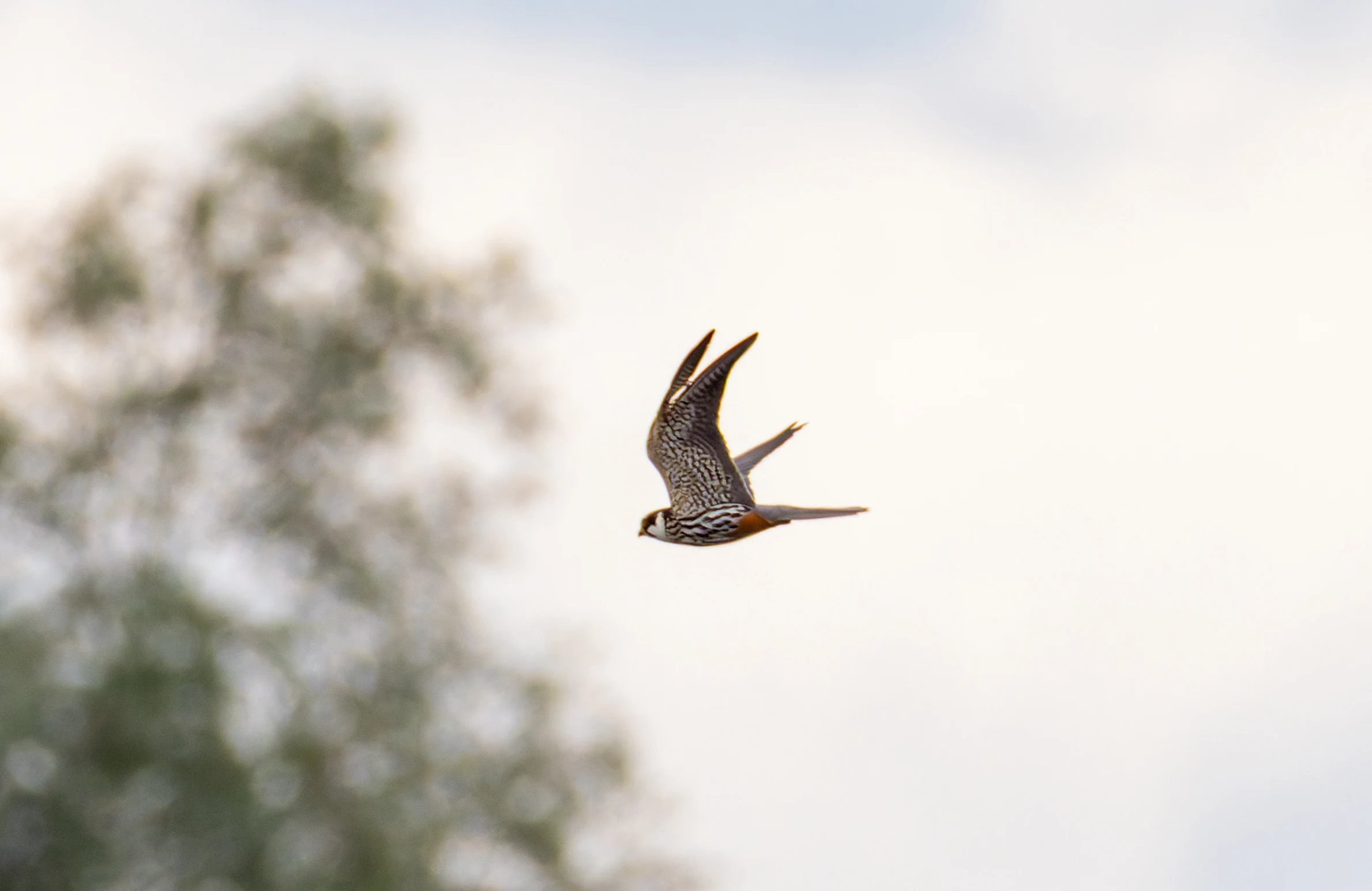Hobby, Ouse Fen, Willingham, Cambridgeshire, UK — photo by Orlando Prugel-Bennett